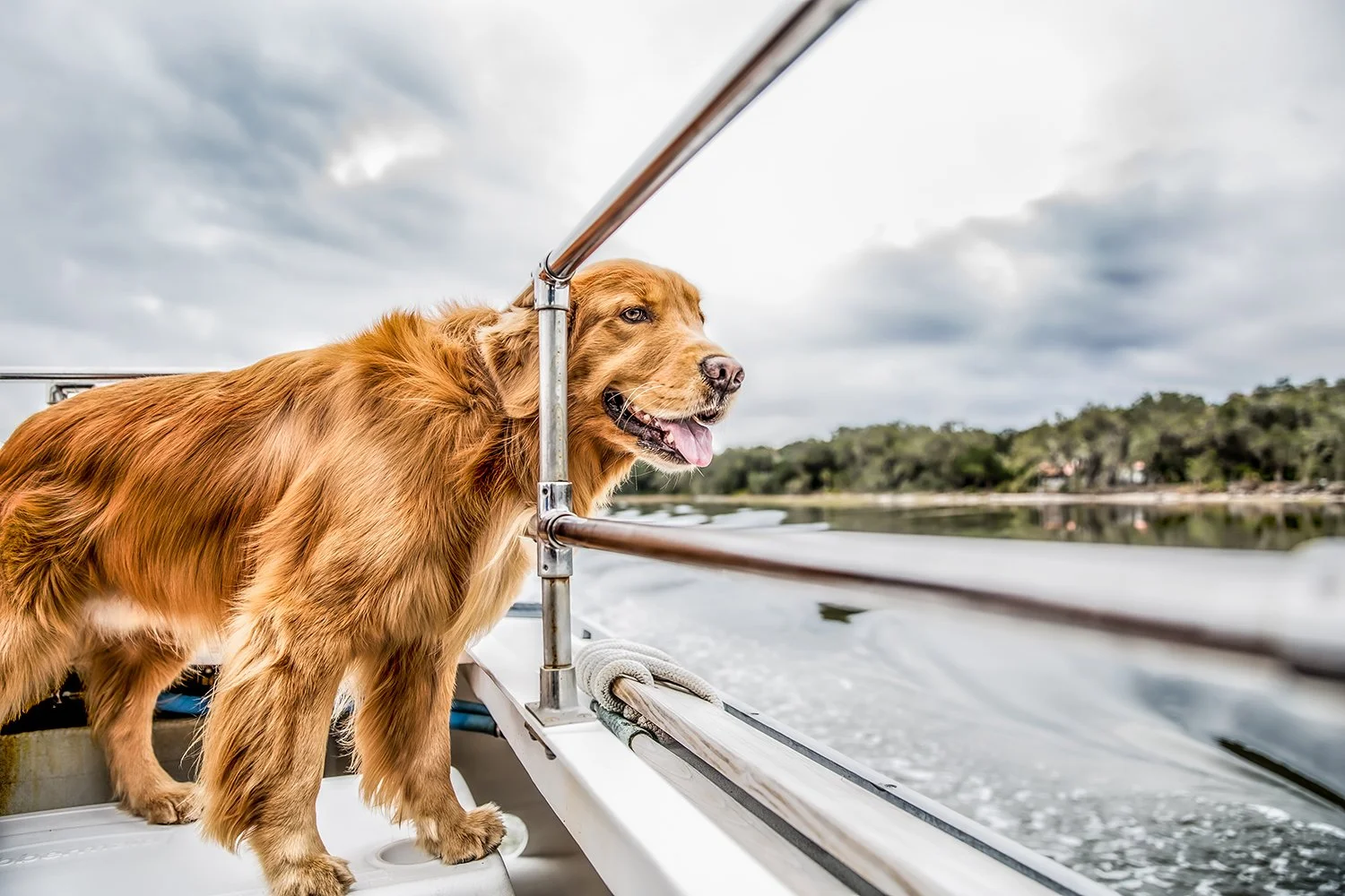 On-Location Lifestyle Photography of a Golden Retriever Dog Riding on a Boat under a Dramatic Sky
