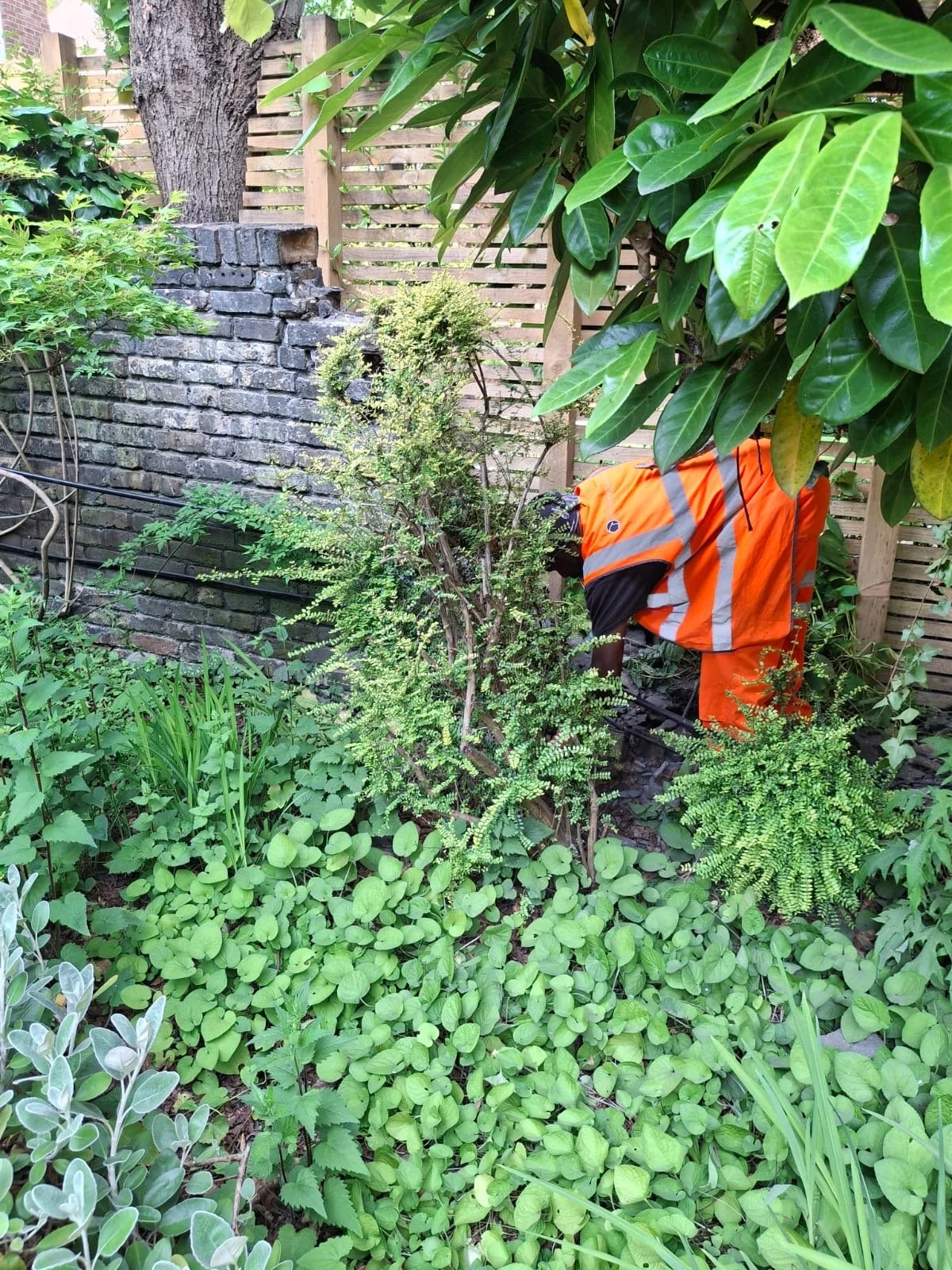 manual-brick-reclamation-from-residential-garden-wall.JPG