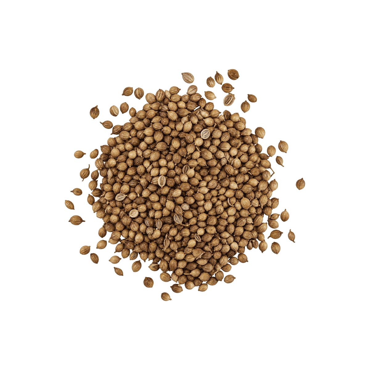 Coriander Seed, 50g