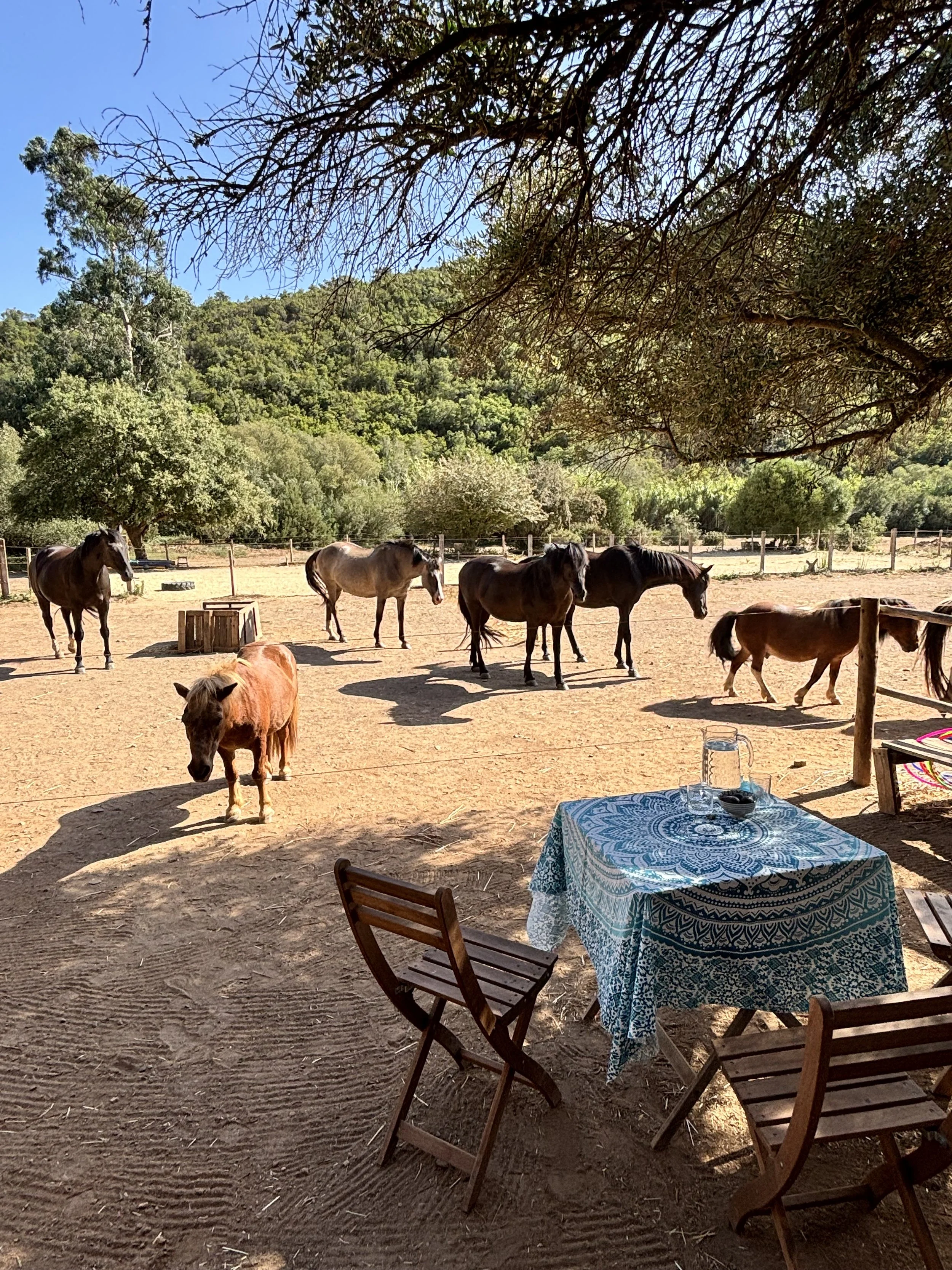 A scenic outdoor scene with a sandy area under a large tree, with horses grazing and standing around. In the foreground, there is a wooden table covered with a blue and white patterned tablecloth, with a pitcher, glasses, and other items. Fences and lush green trees are in the background with a clear blue sky.