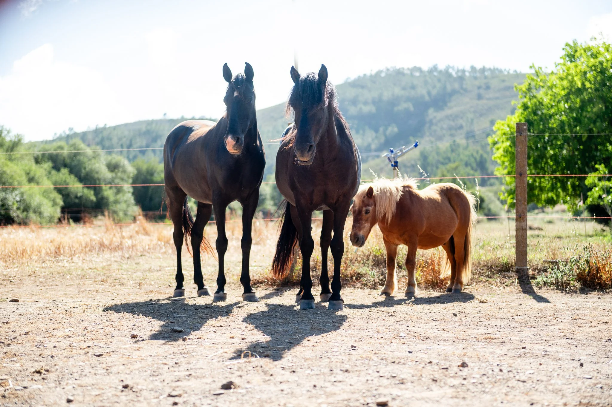 Two black horses and a small brown pony standing together outdoors on a dirt field with green trees and hills in the background.