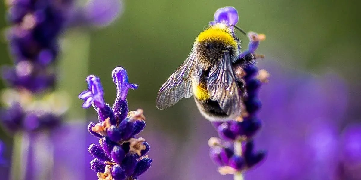 The Birds &amp; The Bees Revisited