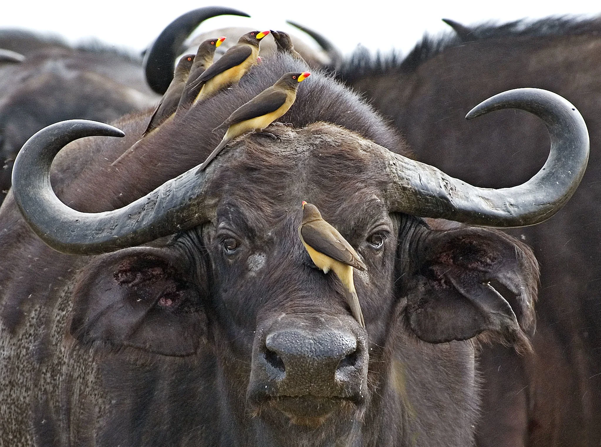 The Buffalo Doesn’t Love the Bird