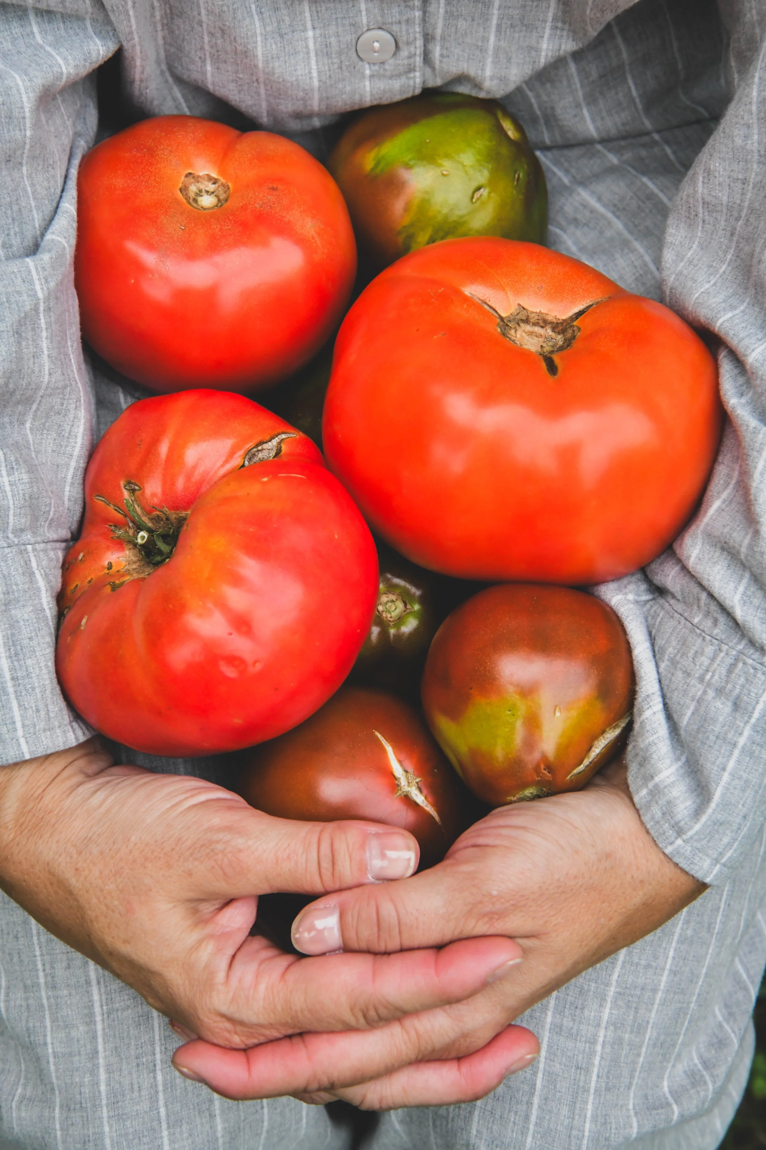 Person holding a basket of large, ripe tomatoes with some blemishes, wearing a gray plaid shirt.