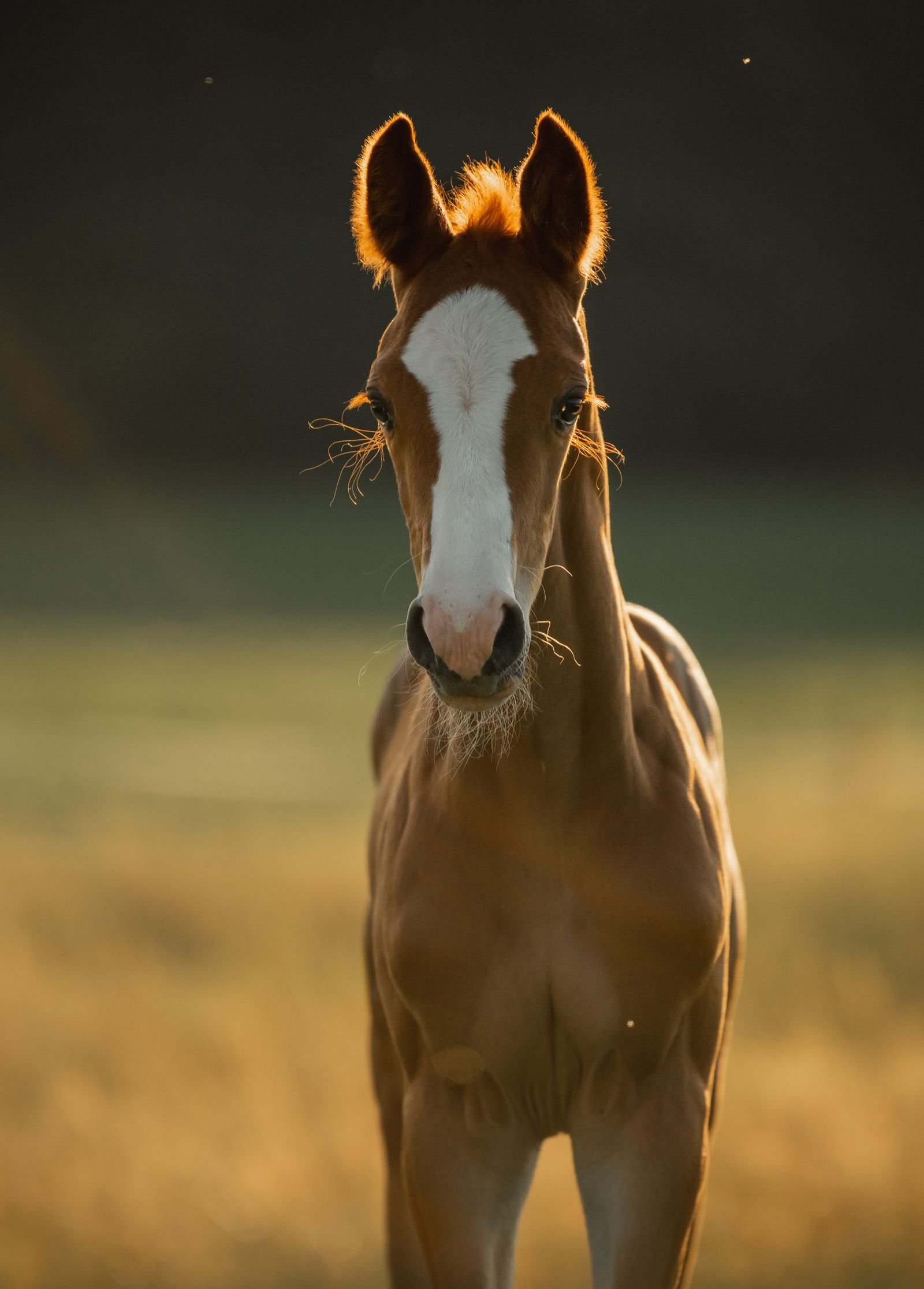 Ein Pferd blickt direkt in die Kamera bei Sonnenuntergang auf einer grünen Wiese.