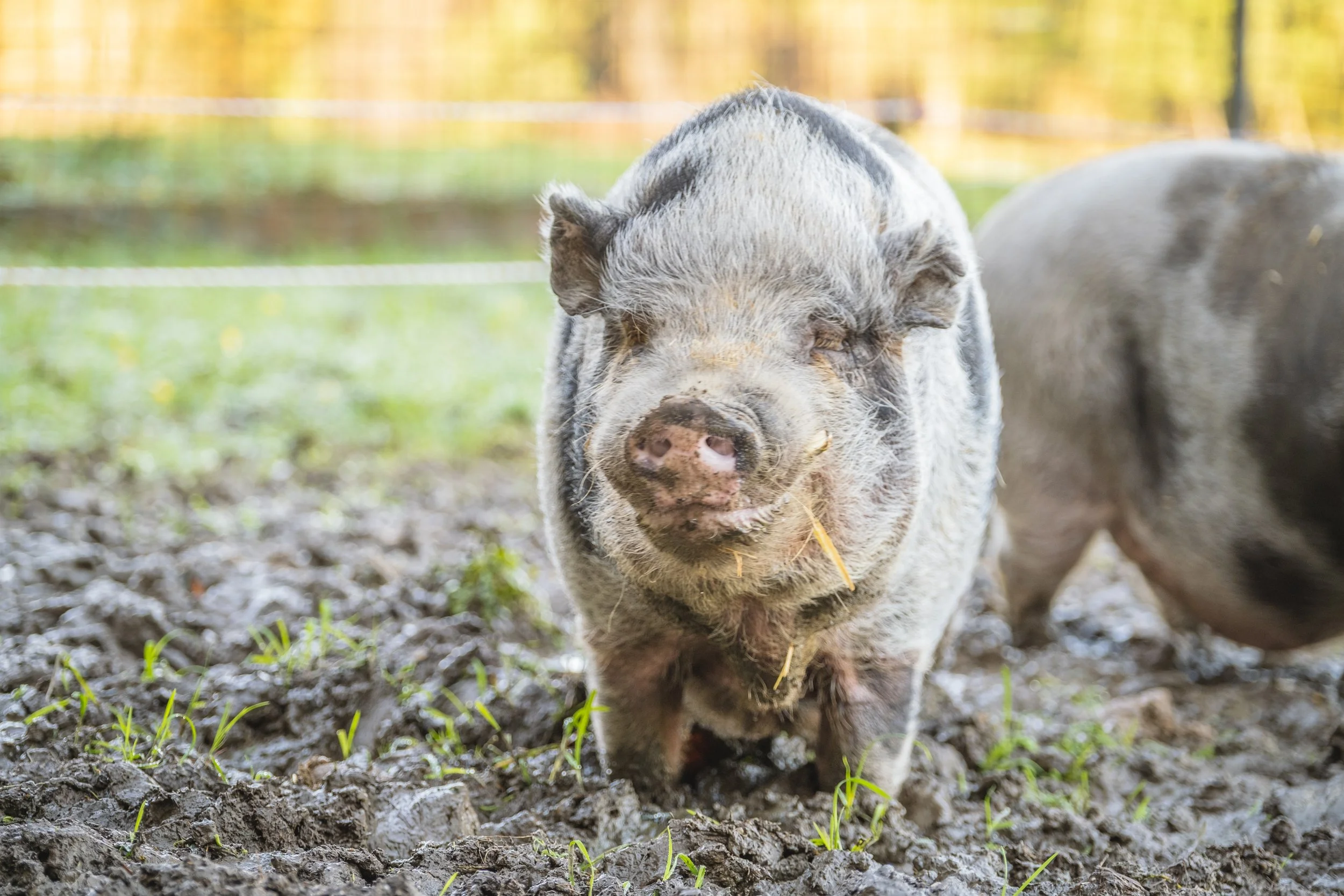 Schwein auf einem schlammigen Boden mit grünen Pflänzchen, im Hintergrund Bäume mit gelben Blättern.