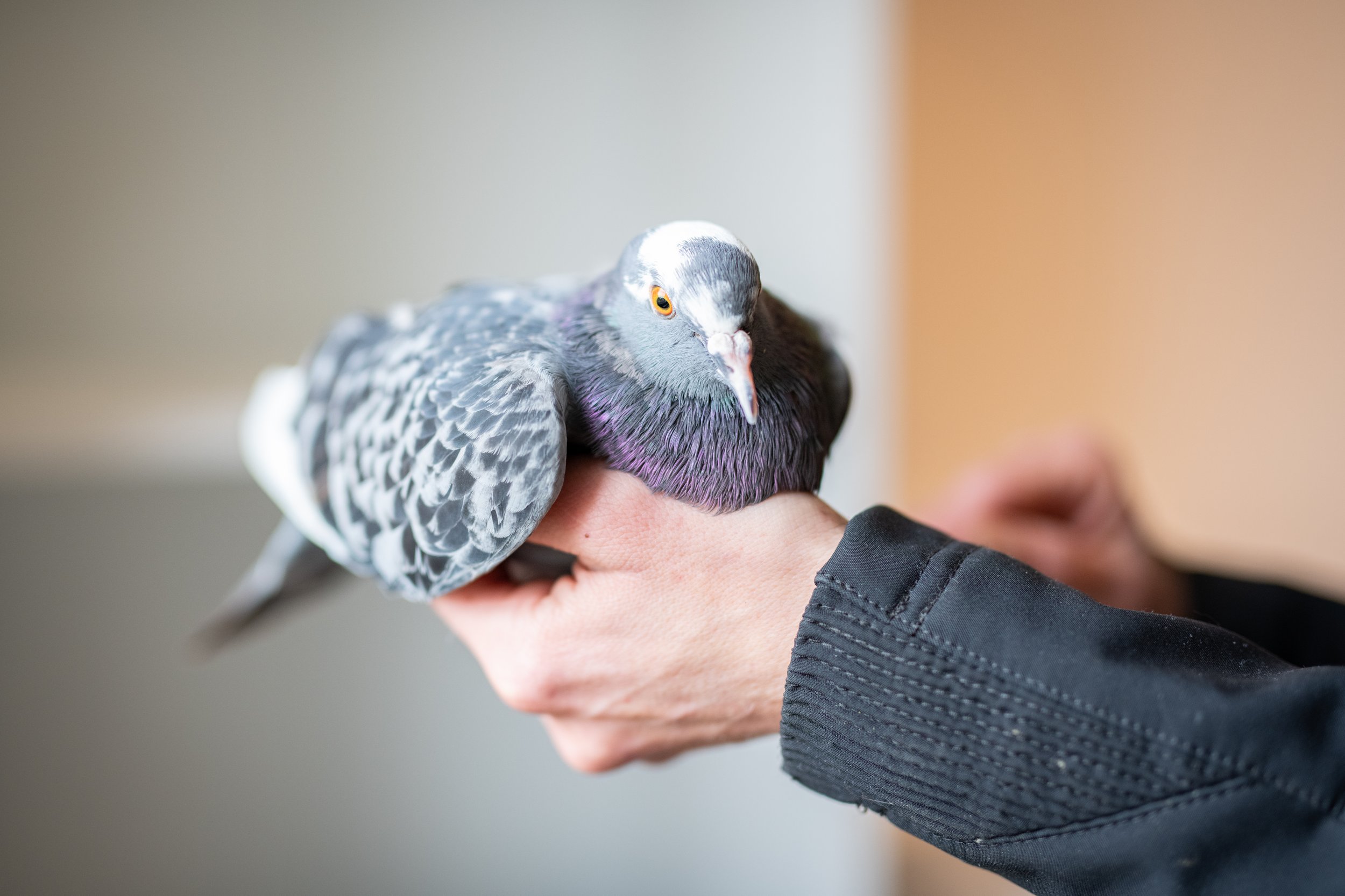 Nahaufnahme eines Flocks von Tauben, die auf einer Hand sitzen, gehalten von einer Person in dunkler Kleidung.