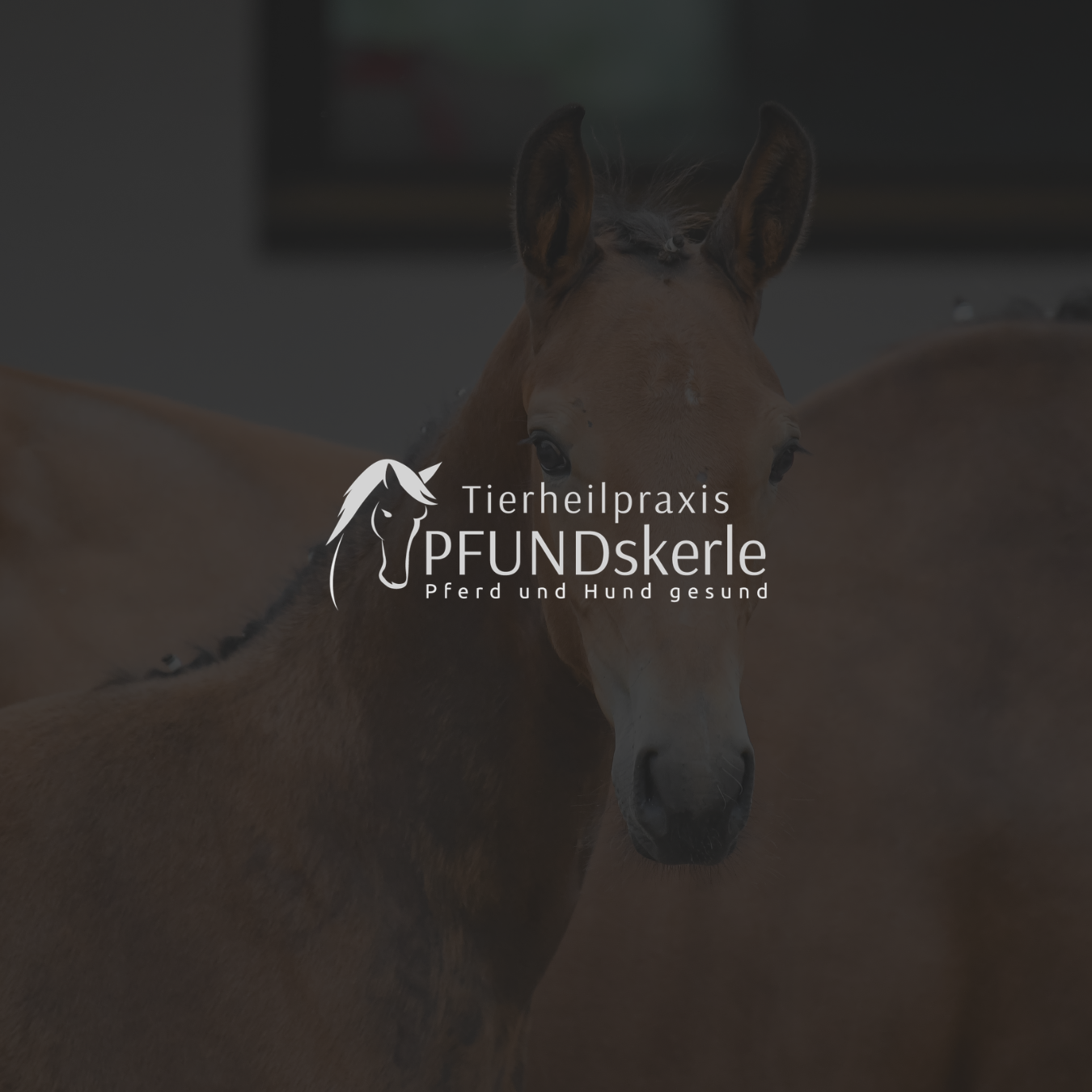 Das Bild zeigt ein Tierarztpraxis-Logo mit einem Pferdekopf und der Bezeichnung 'Pfundskerle', samt dem Slogan 'Pferd und Hund gesund'.