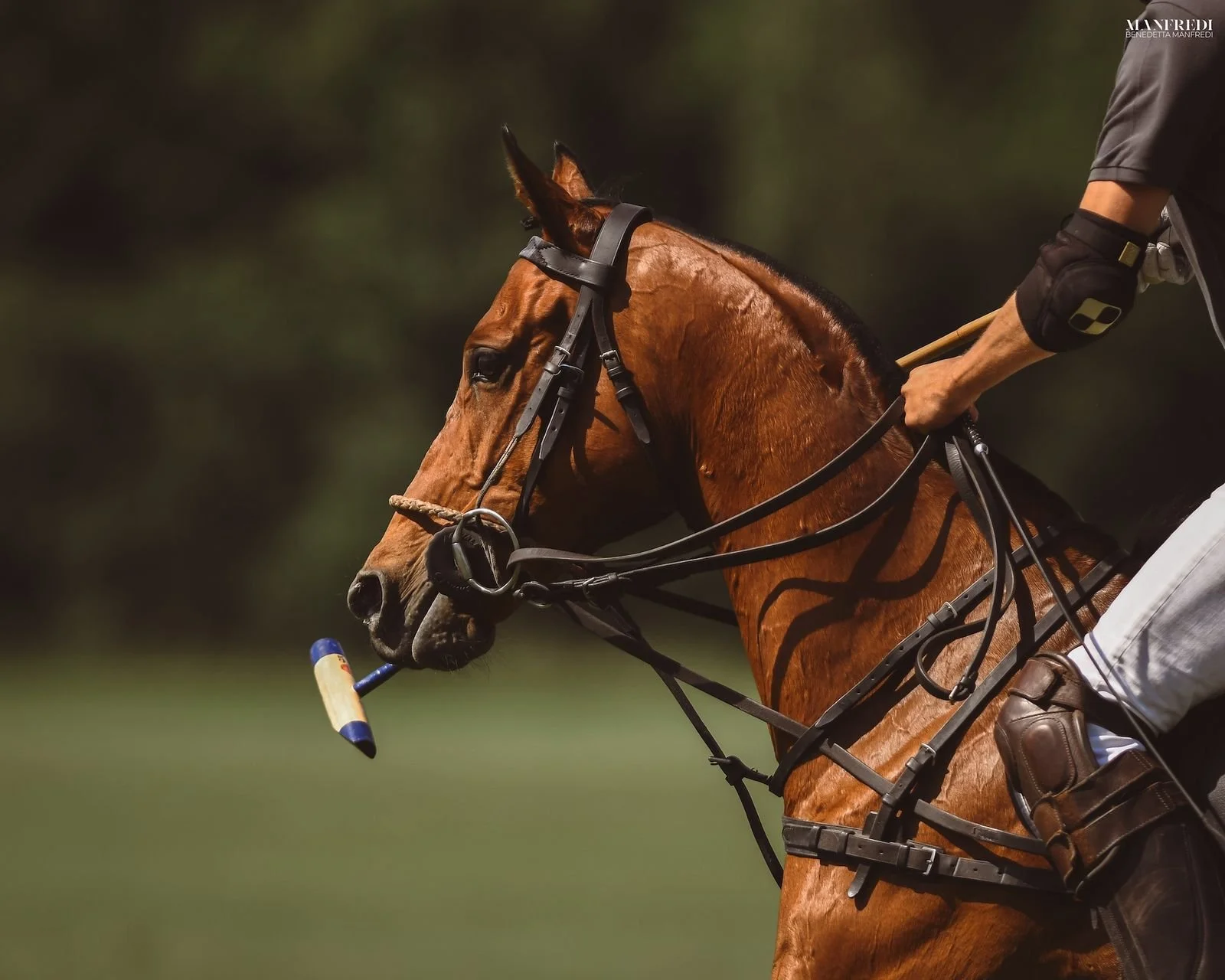 Nahaufnahme eines Reiters und eines braunen Pferdes beim Polo, mit Fokus auf das Pferd, den Reitern und den Ausrüstungsgegenständen.
