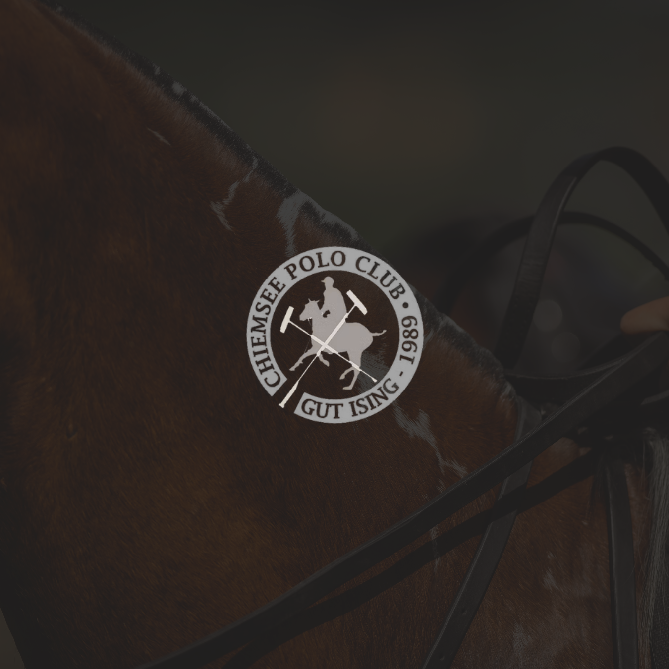 Grafik eines Pferdes mit dem Logo des Chiemsee Polo Clubs, der 1989 gegründet wurde, auf einem braunen Pferd. Das Logo zeigt einen pferdedeckten Reiter mit zwei gekreuzten Hämmern und einem Hockeystick, umgeben von einem Kreis mit Text.