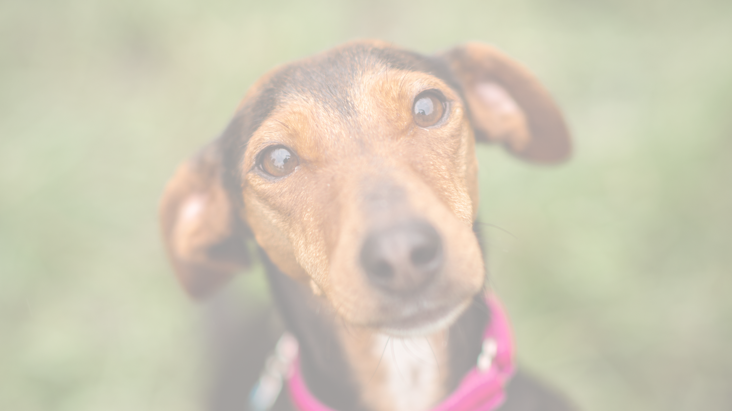Nahaufnahme eines Hundes mit braunem Fell und blauen Augen, unscharfer Hintergrund.