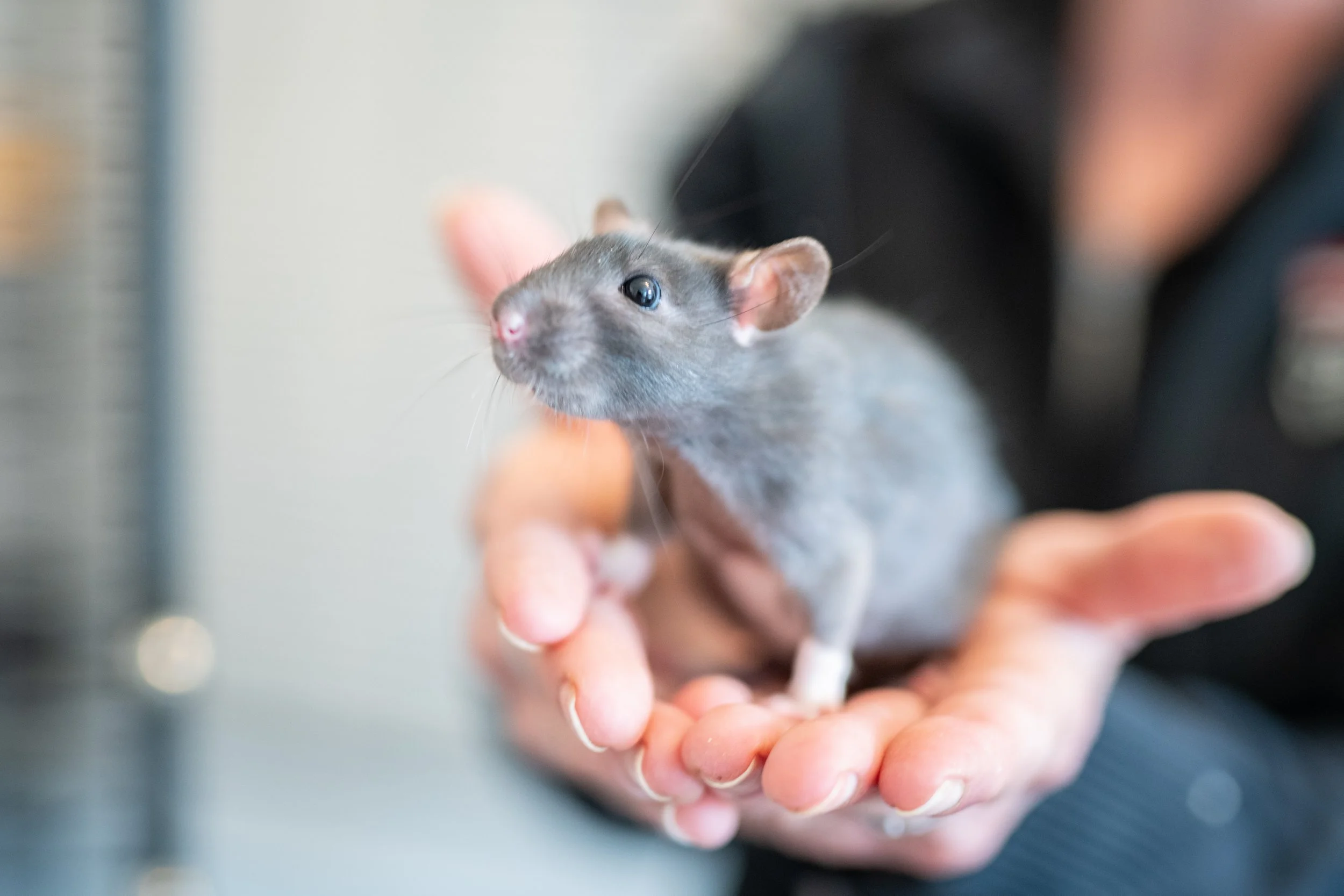 Nahaufnahme einer Person, die eine kleine schwarze Ratte in den Händen hält.