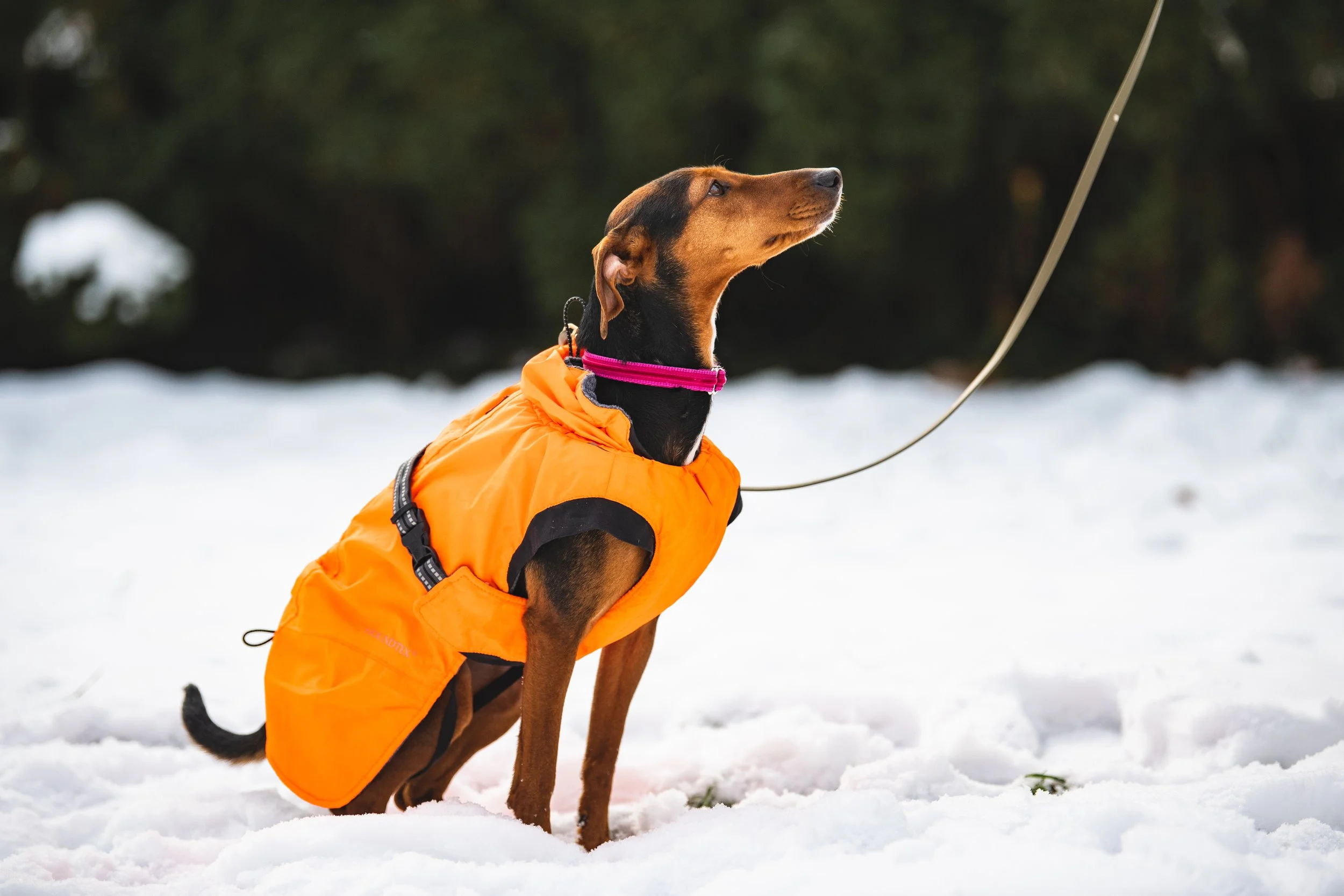 Ein Deutscher Dackel im Schnee trägt eine orange Jacke und schaut aufmerksam nach oben. Im Hintergrund sind dunkle Bäume sichtbar.