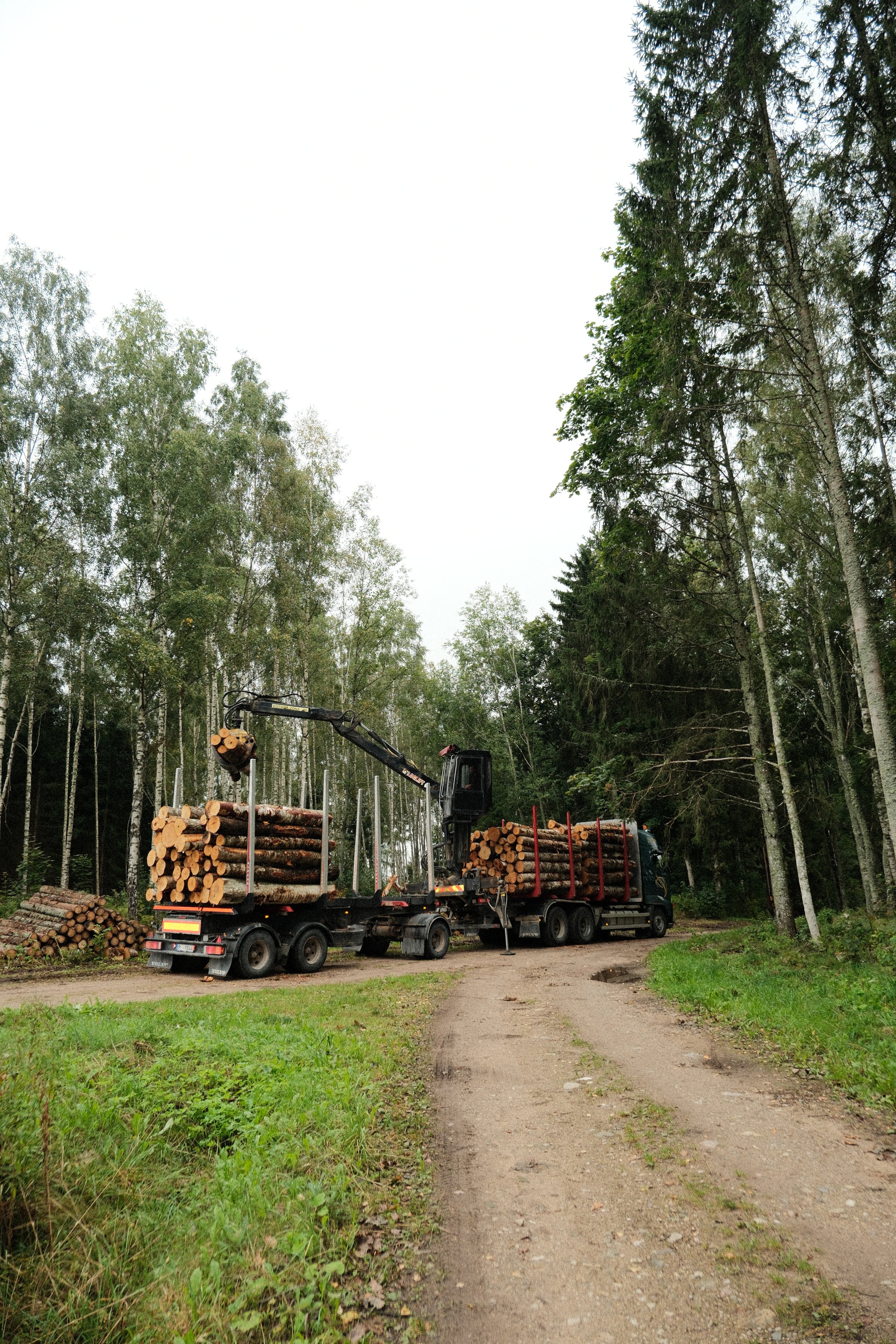 Logging trucks parked on a forest dirt road surrounded by tall trees.