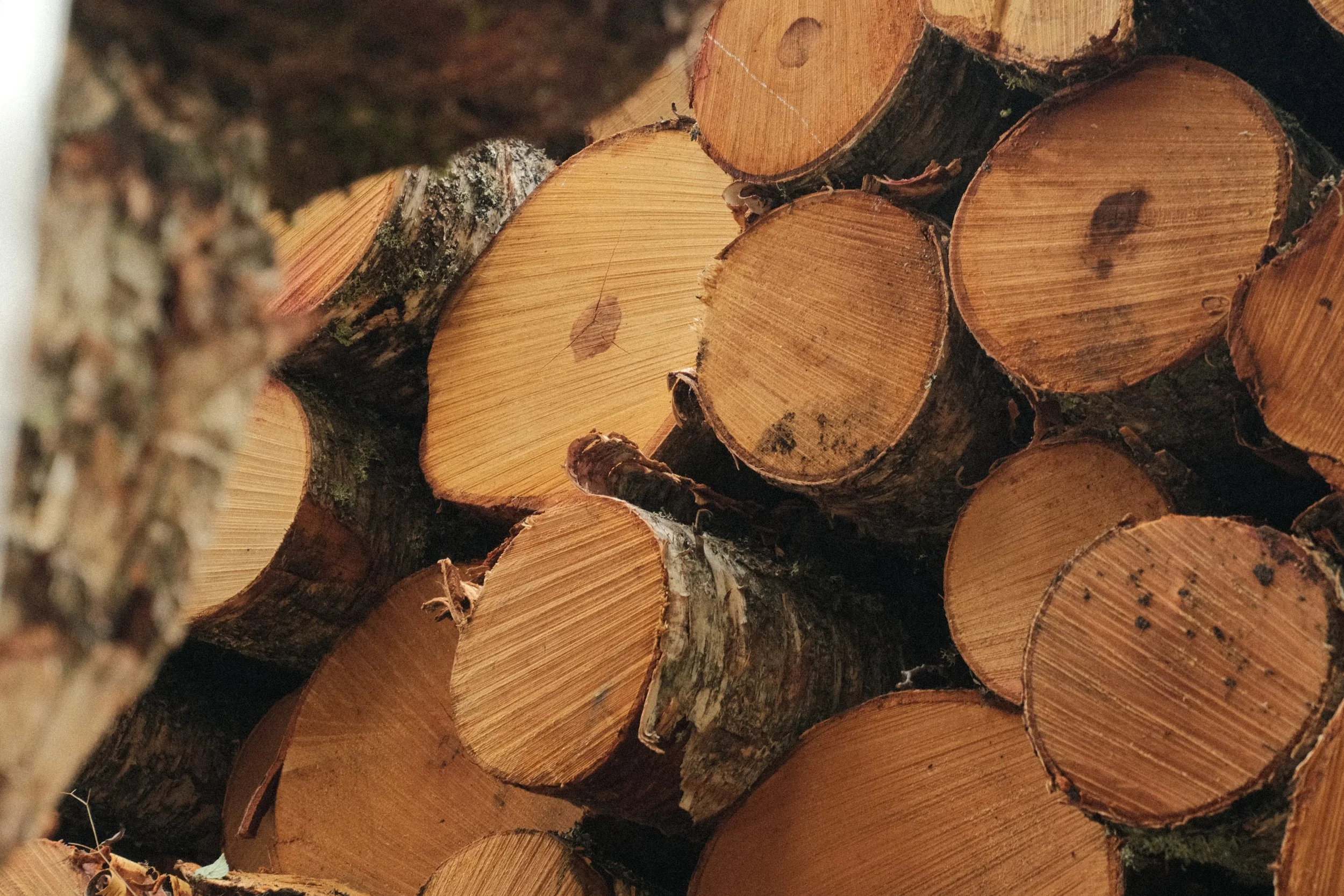 Stacked logs of cut wood, showing their circular cross-sections and rough bark on the outside.