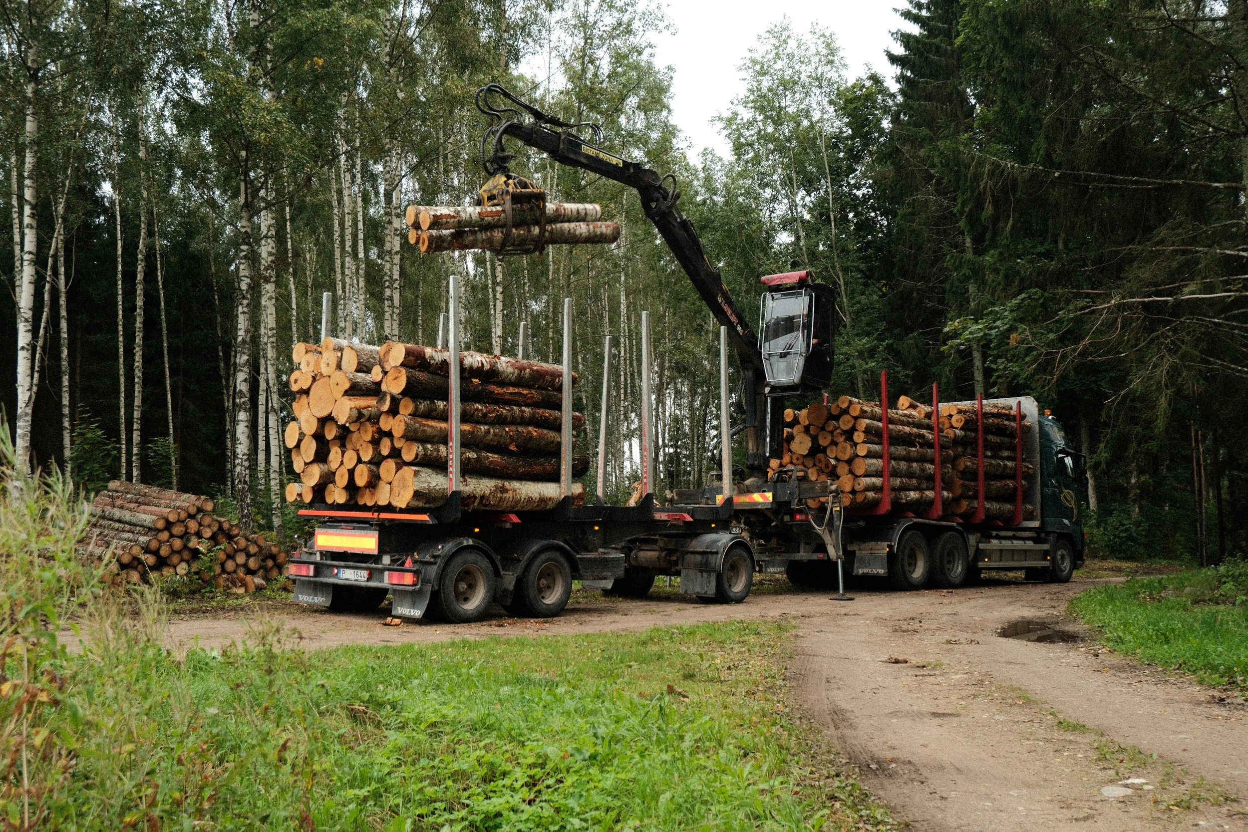 A logging truck with logs loaded on a flatbed, surrounded by a forest of tall trees.