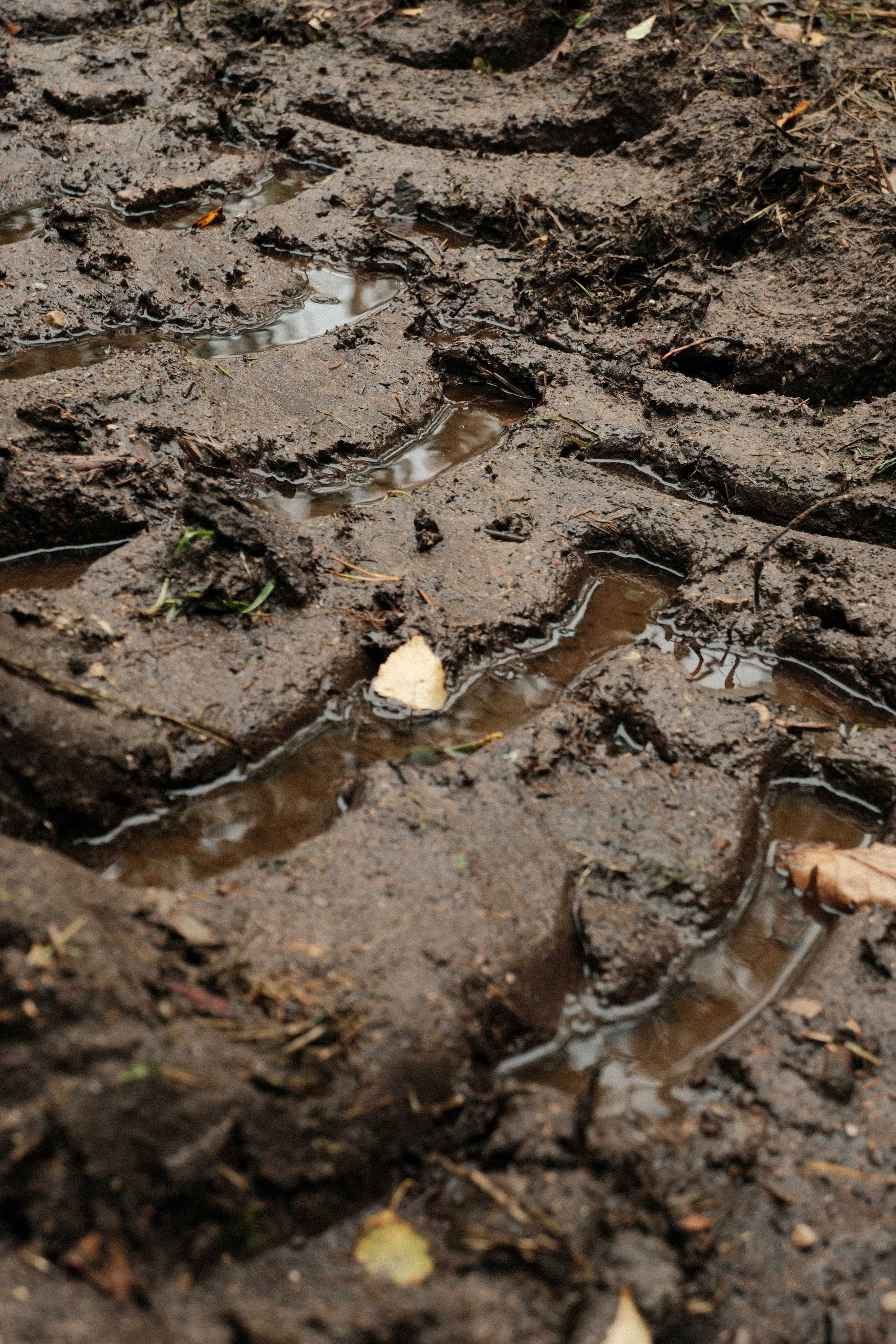 Close-up of muddy ground with small puddles of water and scattered fallen leaves and twigs.