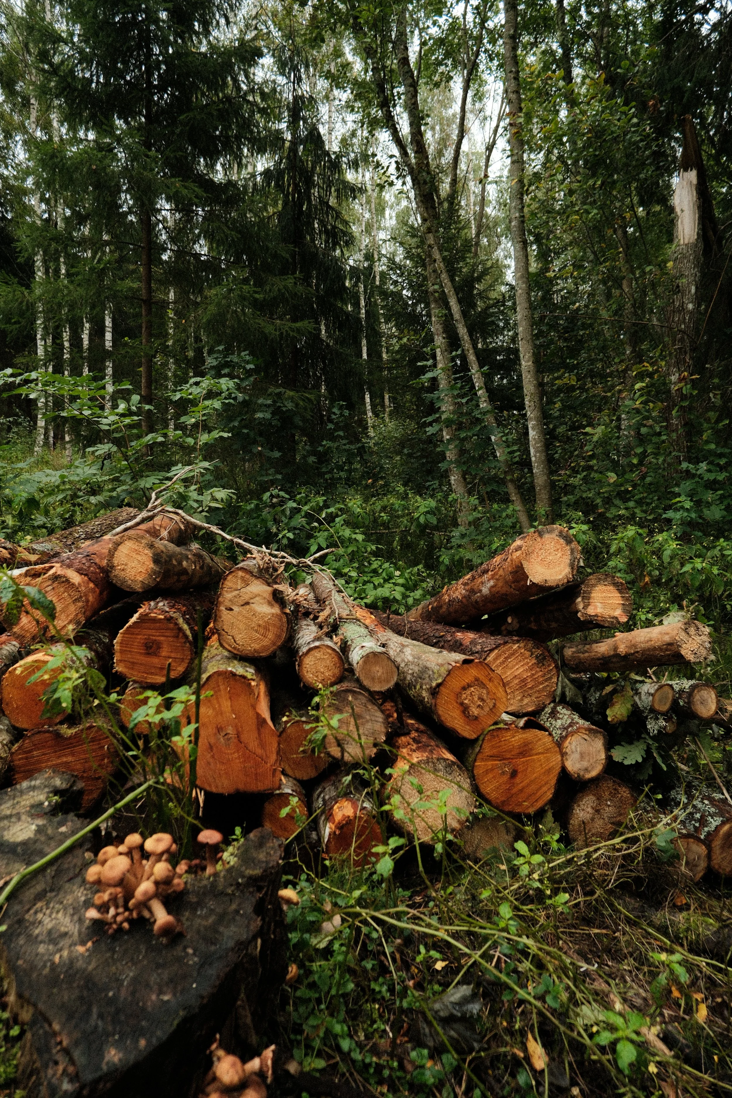 Stacked logs on forest floor with trees and greenery in the background.