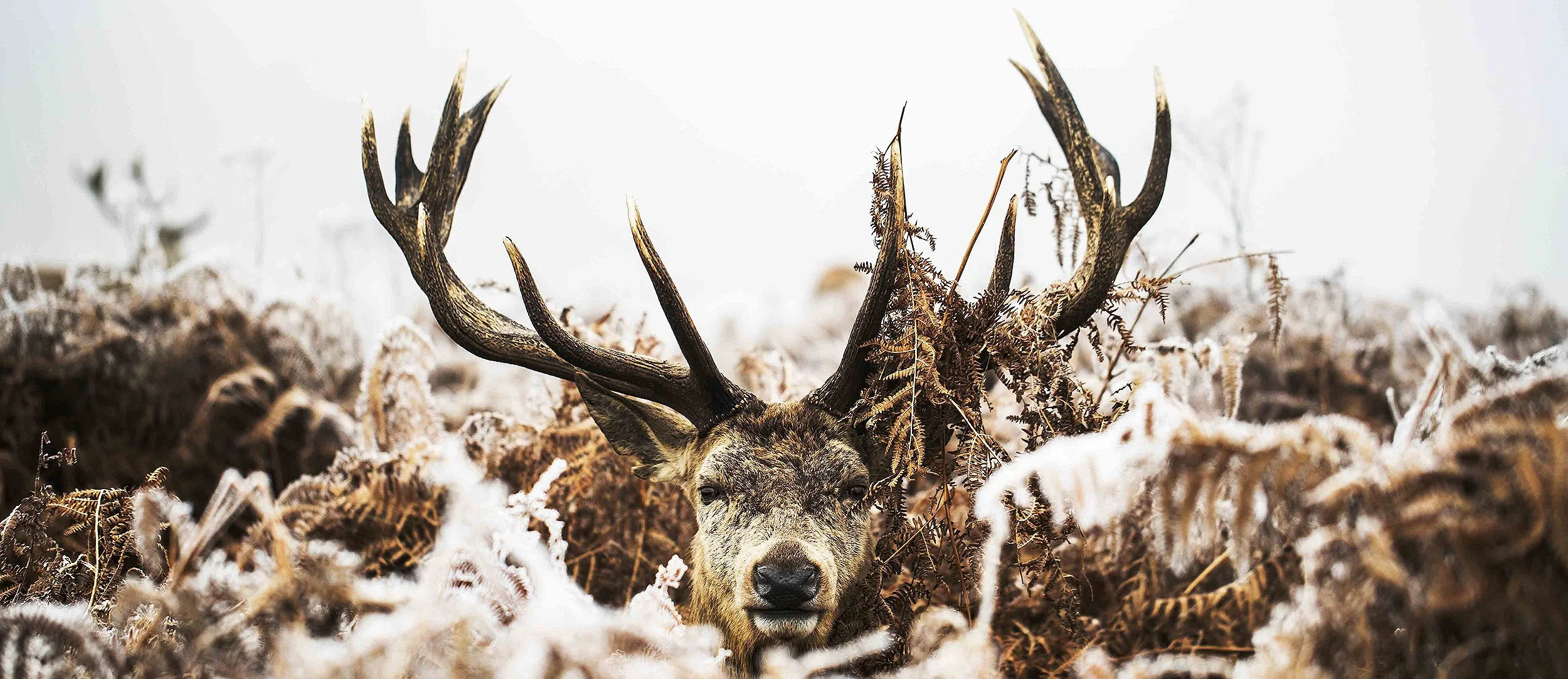 A deer with large antlers resting in a bed of dry ferns and moss in a snowy landscape.