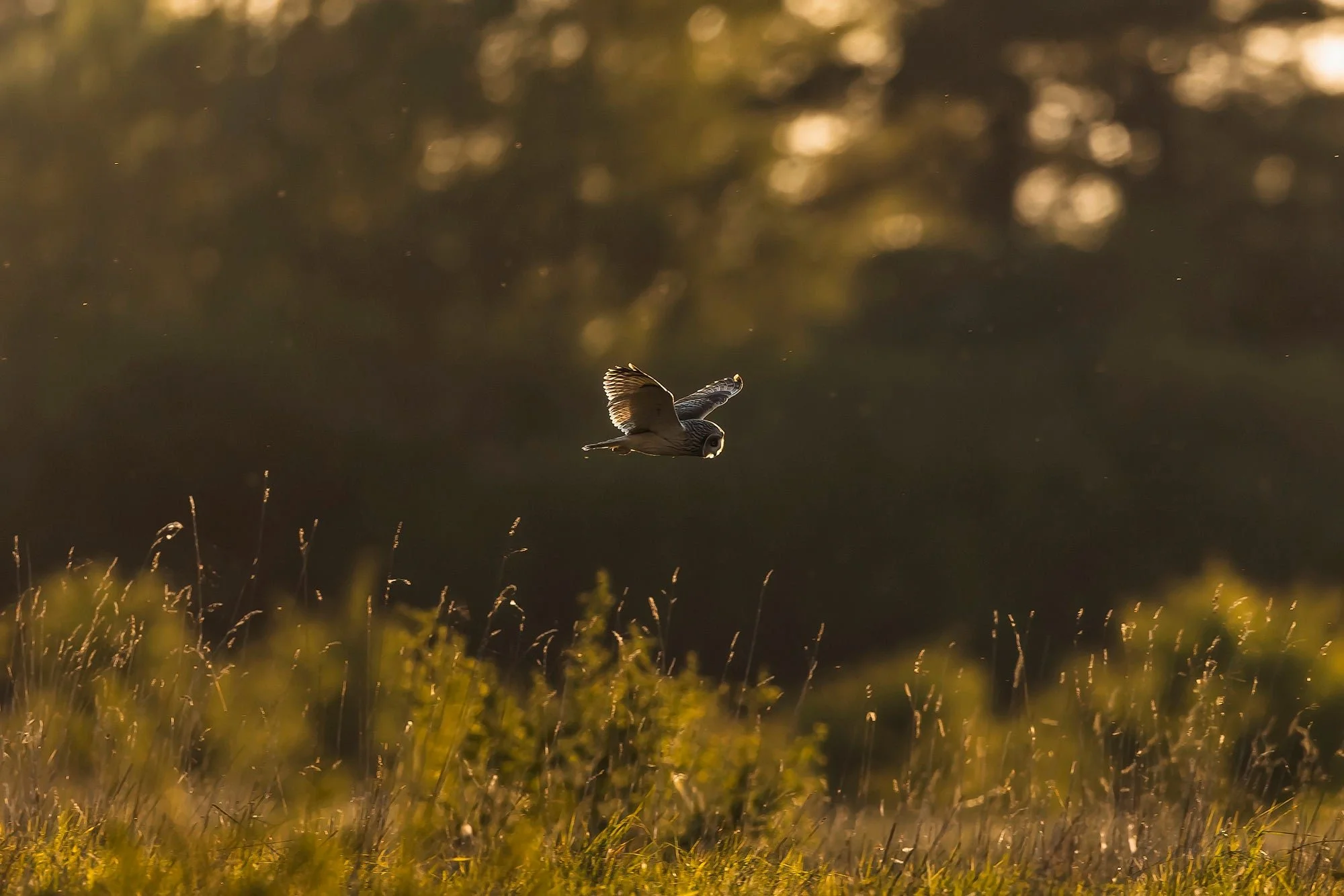 Owls-Matt-Hardy-Photography-10-DeNoiseAI-clearcopy_d5ea8f77-fdad-4b81-b952-b211bd852a7a.webp