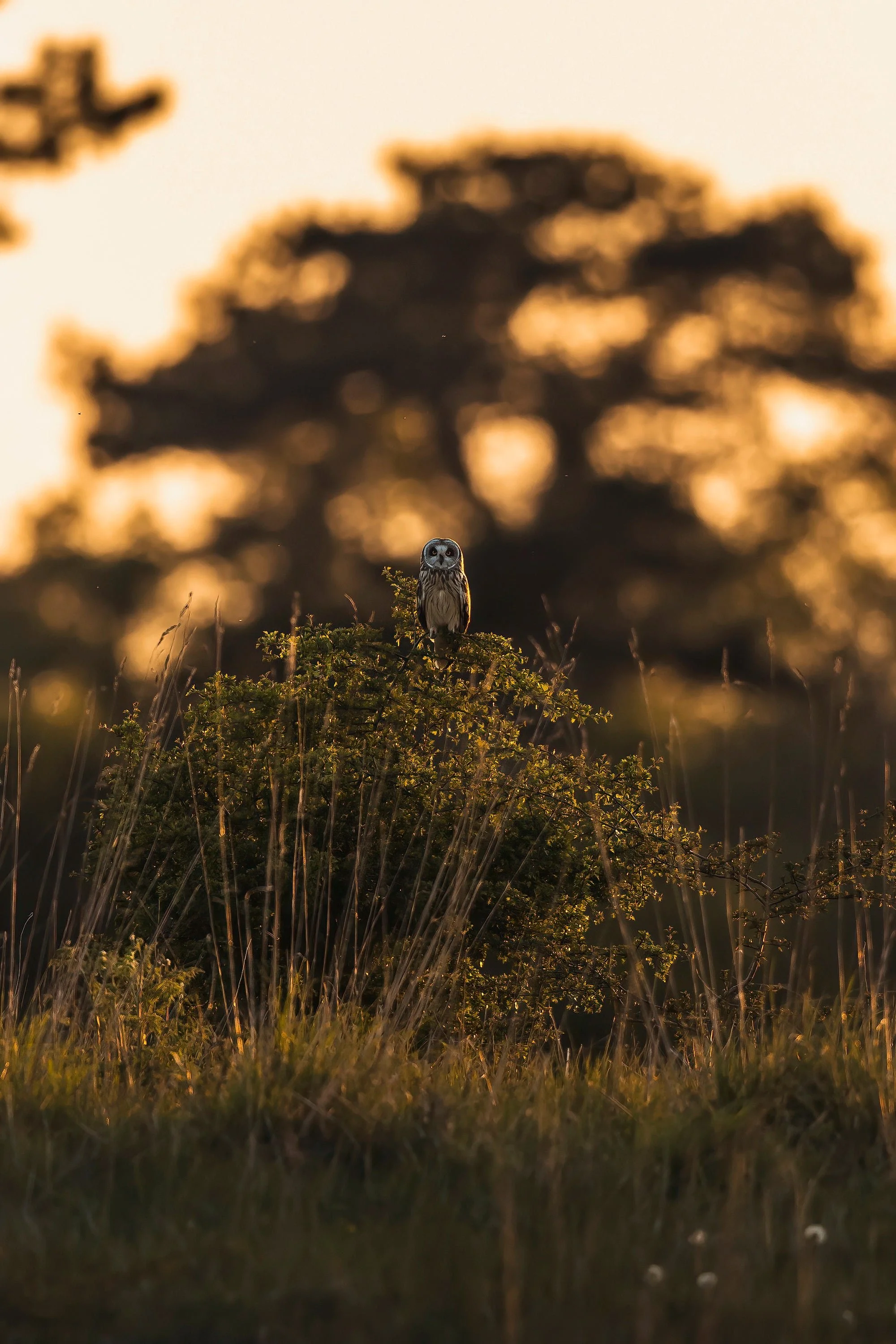 Owls-Matt-Hardy-Photography-7-DeNoiseAI-clear_2_copy_b359ed5b-daef-4914-89e6-9df05aaa696e.webp