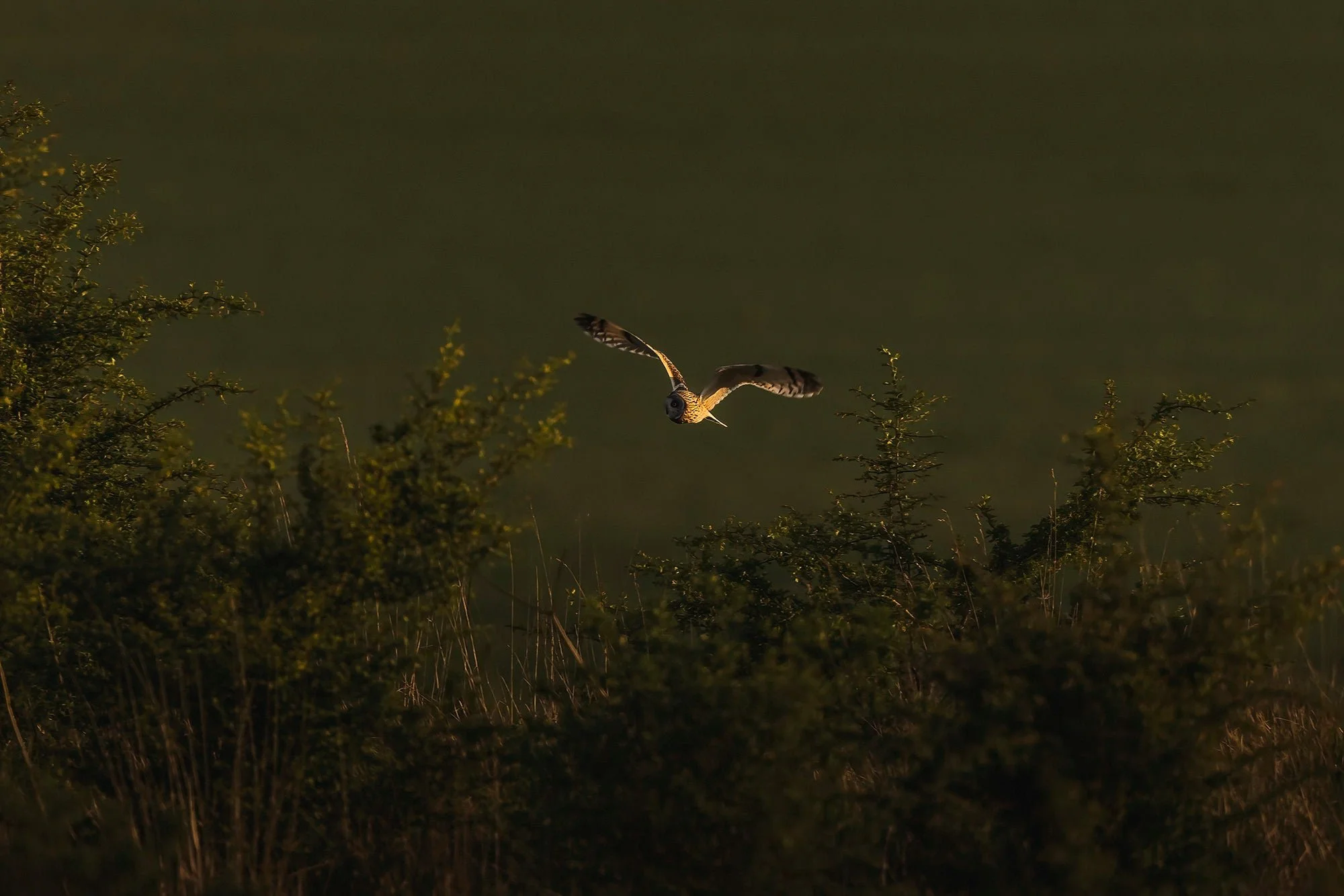 Owls-Matt-Hardy-Photography-3-DeNoiseAI-clearcopy_4533d1fb-2e73-4dd3-80e1-cfe53920d920.webp