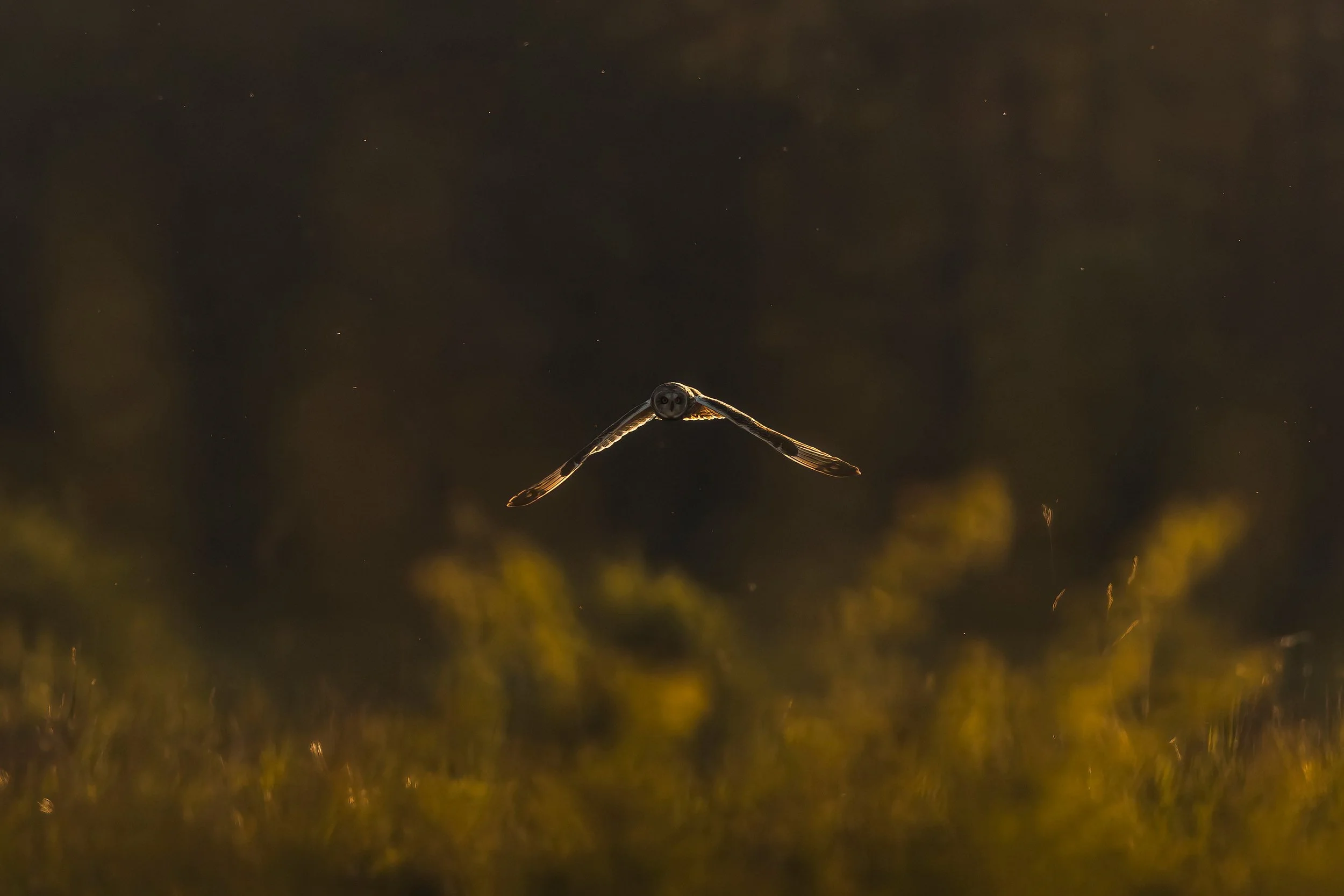 Owls-Matt-Hardy-Photography-4-DeNoiseAI-clear.jpg