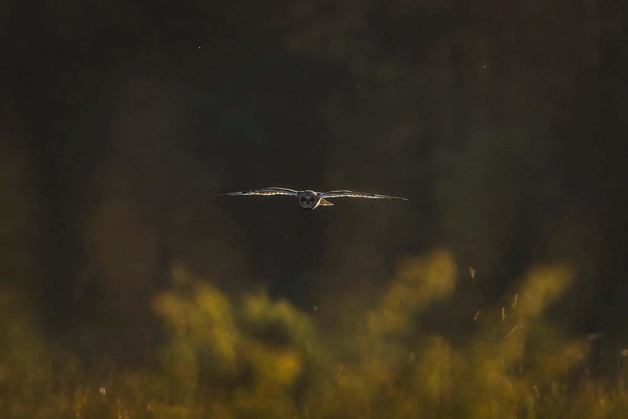 Owls-Matt-Hardy-Photography-2-DeNoiseAI-clearcopy_aae854ce-1491-4f5d-938e-697211aed7be.webp