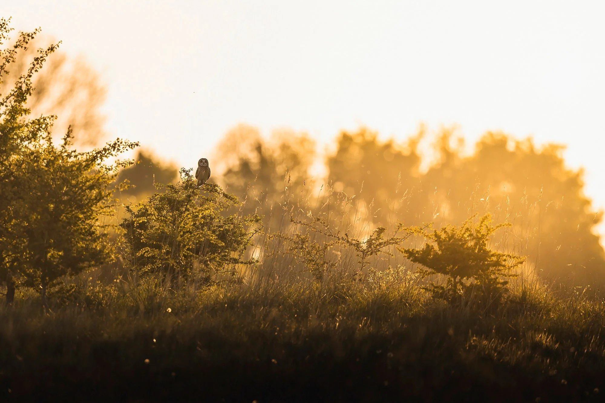 Owls-Matt-Hardy-Photography-1copy_ad2e7e90-4218-49f8-be3a-513862092a9a.webp