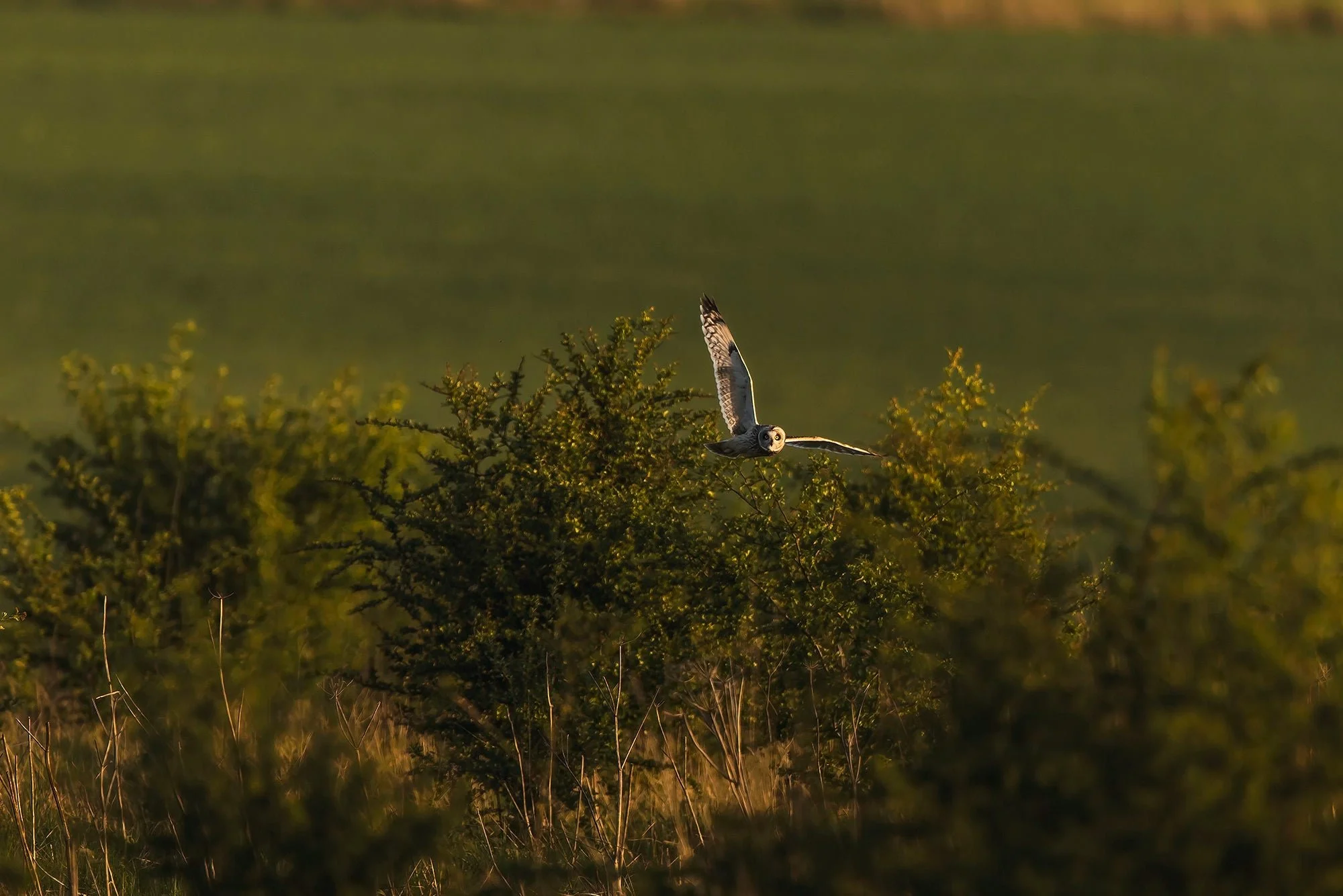 Owls-Matt-Hardy-Photography-7-DeNoiseAI-clearcopy_fa4a29fe-3c48-44a1-9624-3d73e795b53d.webp