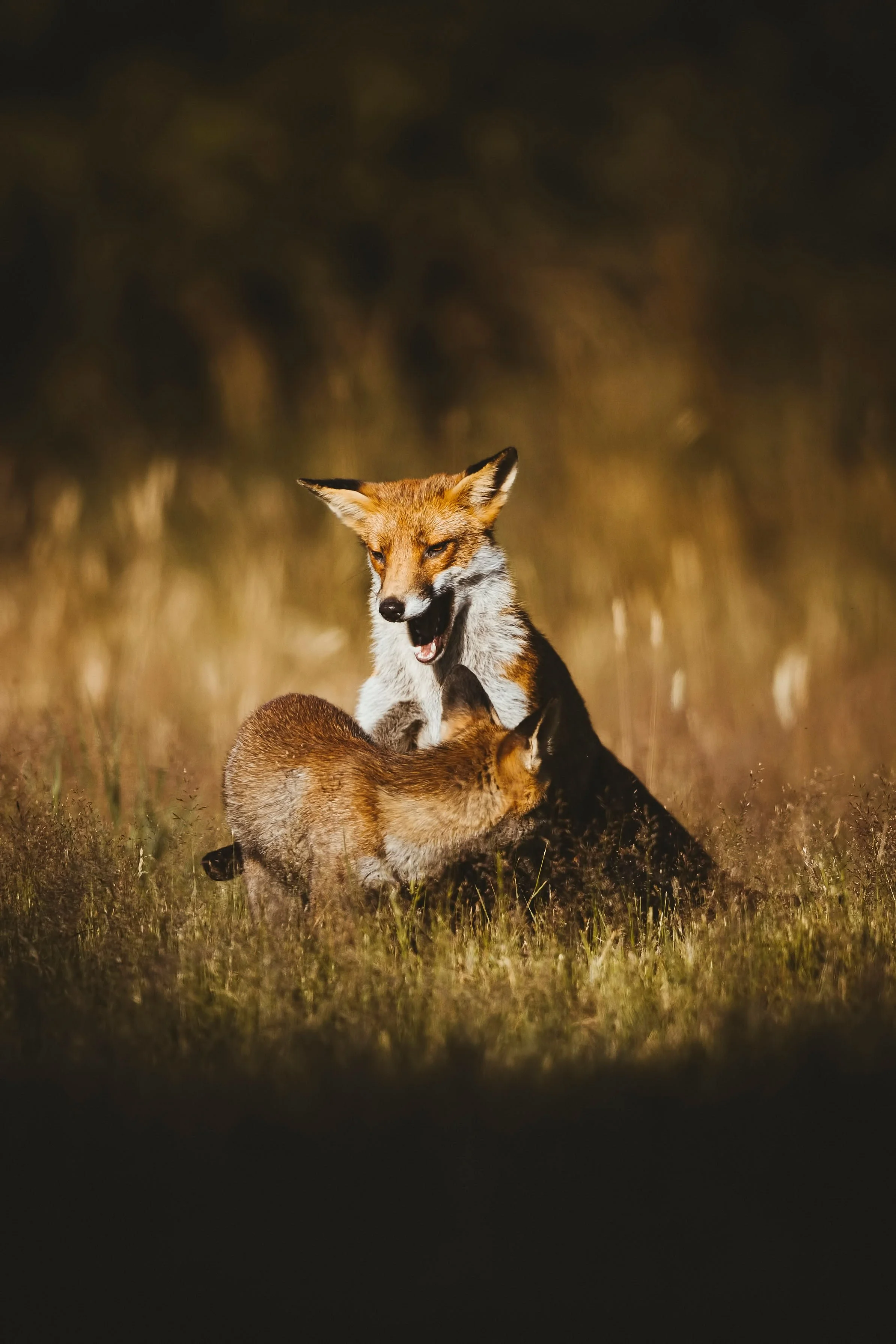 Foxes-Matt-Hardy-Photography-26.jpg