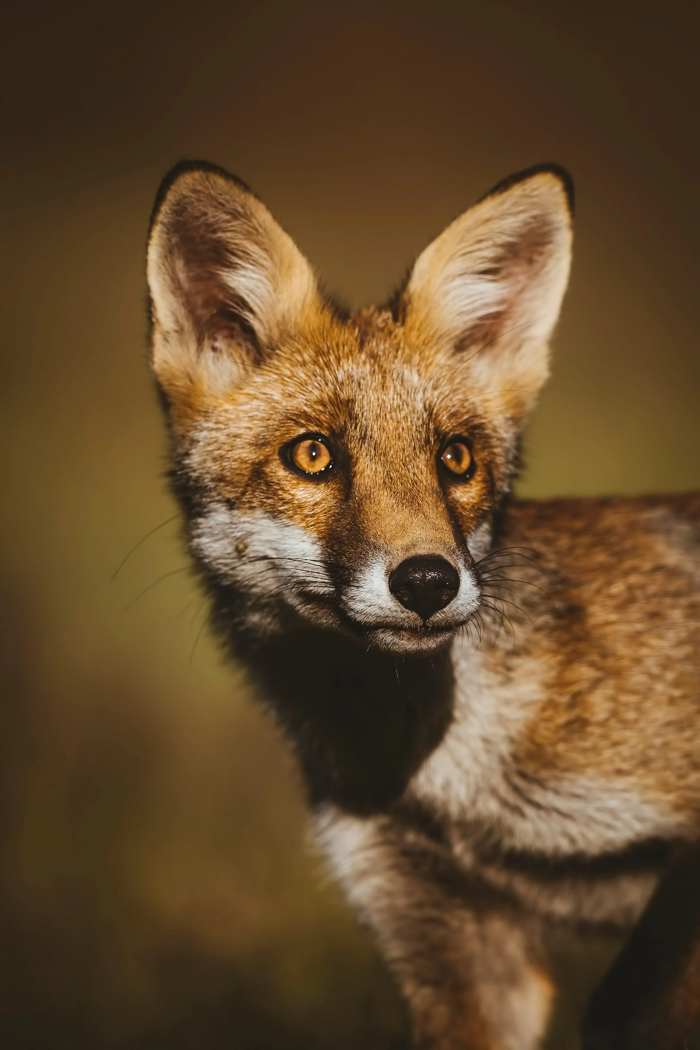 Foxes-Matt-Hardy-Photography-24.jpg