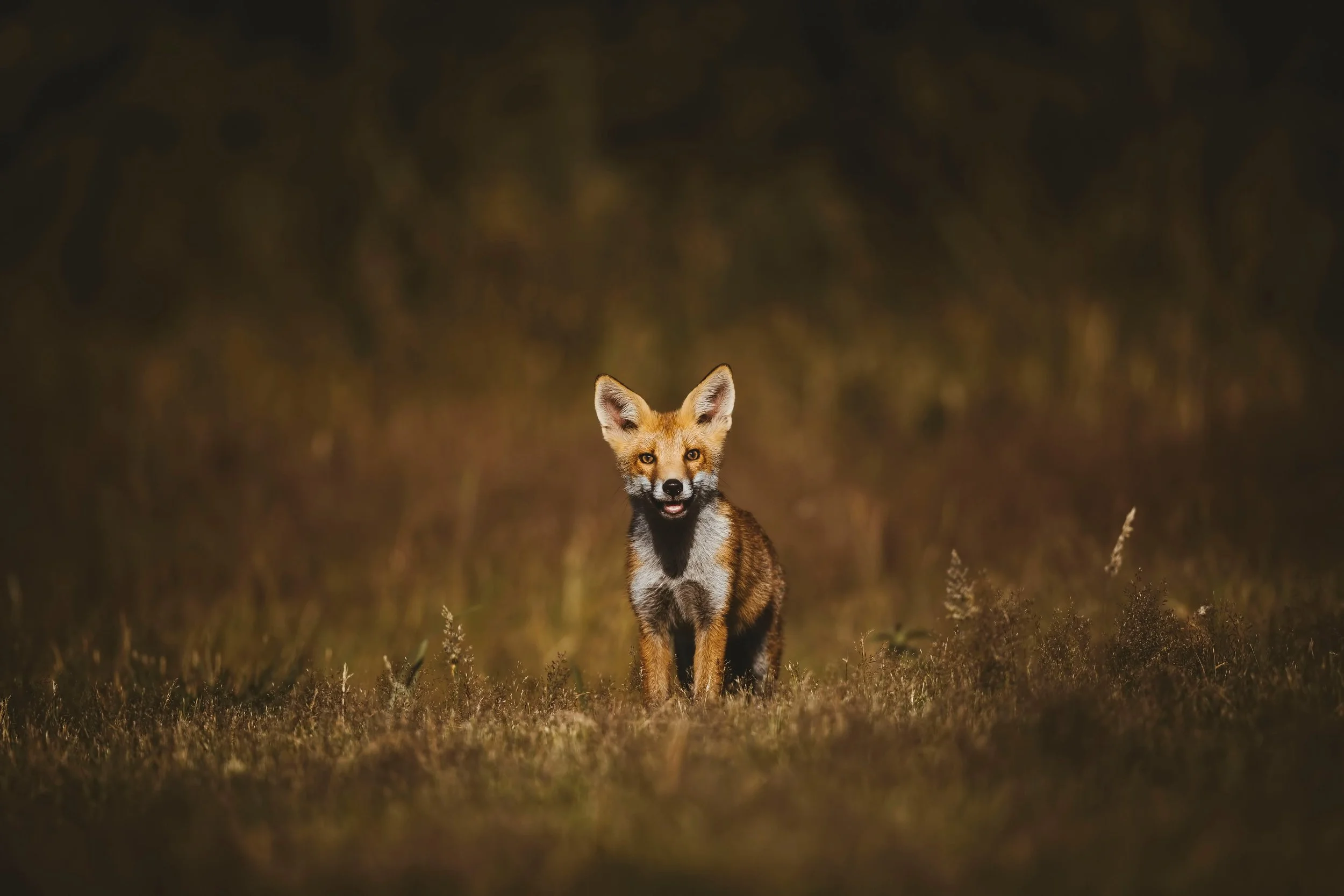 Foxes-Matt-Hardy-Photography-19.jpg