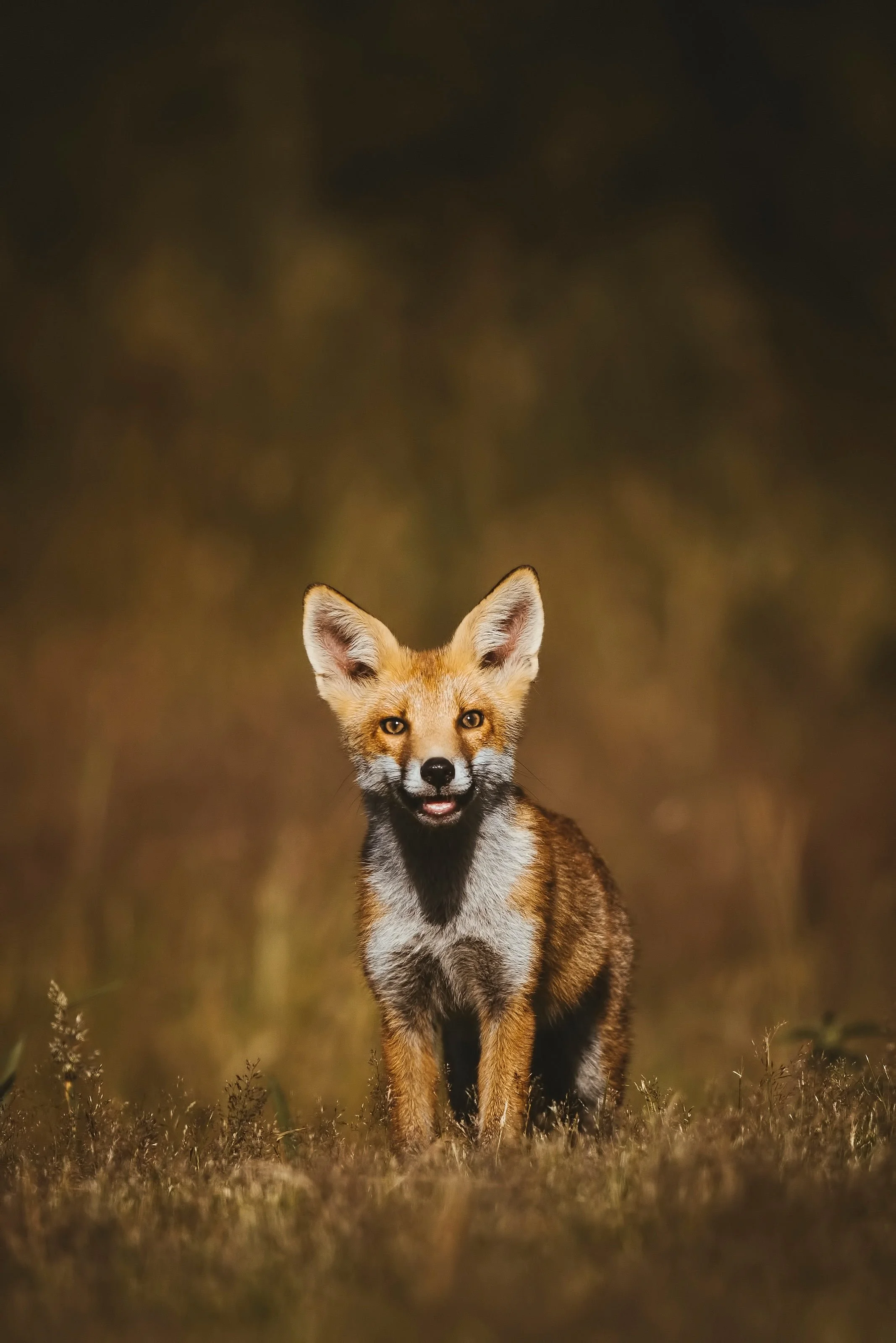 Foxes-Matt-Hardy-Photography-18.jpg