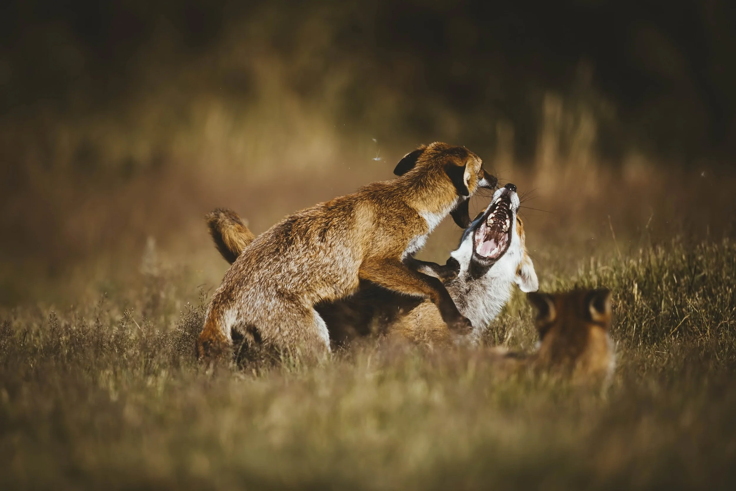 Foxes-Matt-Hardy-Photography-13.jpg