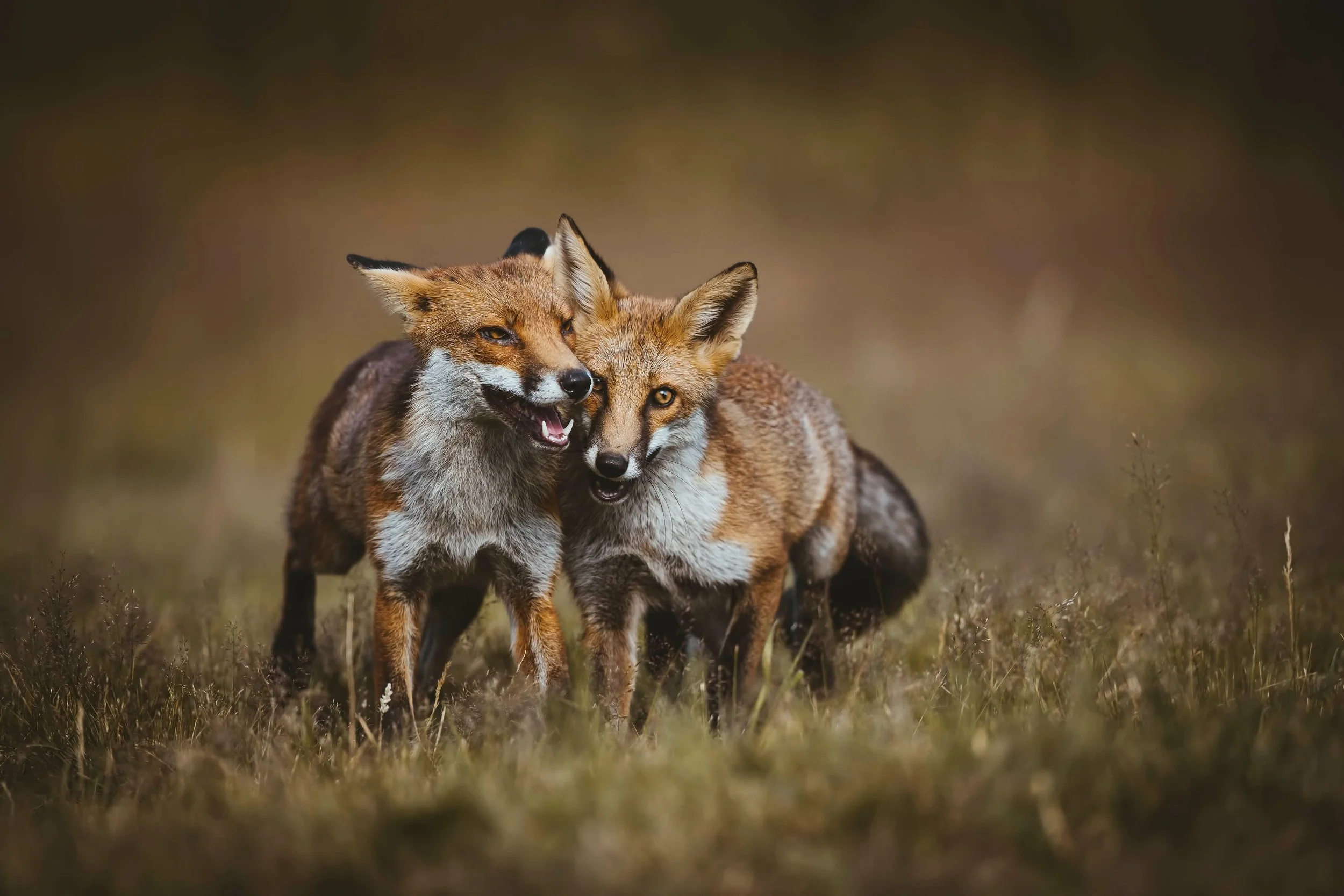 Foxes-Matt-Hardy-Photography-12.jpg