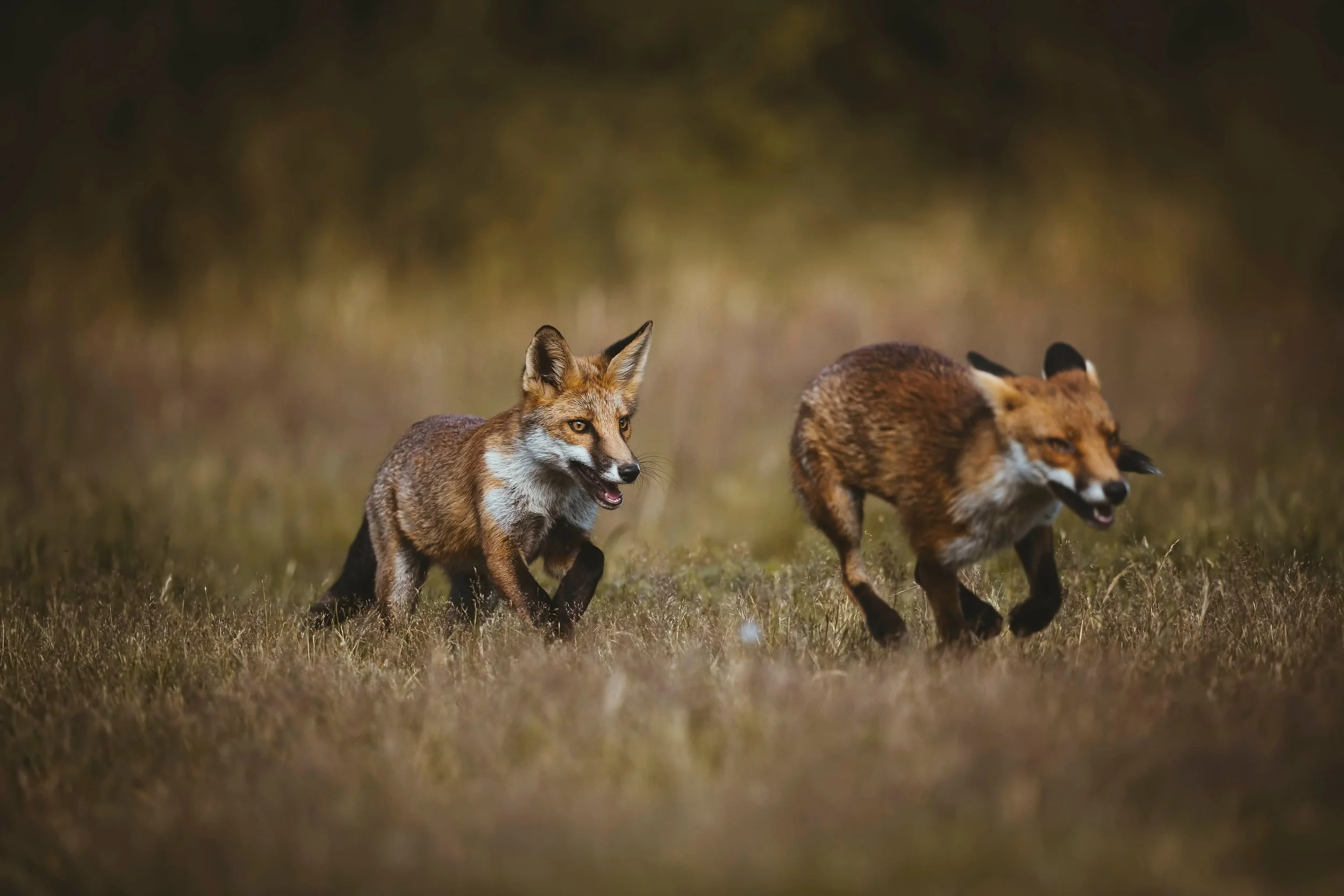 Foxes-Matt-Hardy-Photography-11.jpg