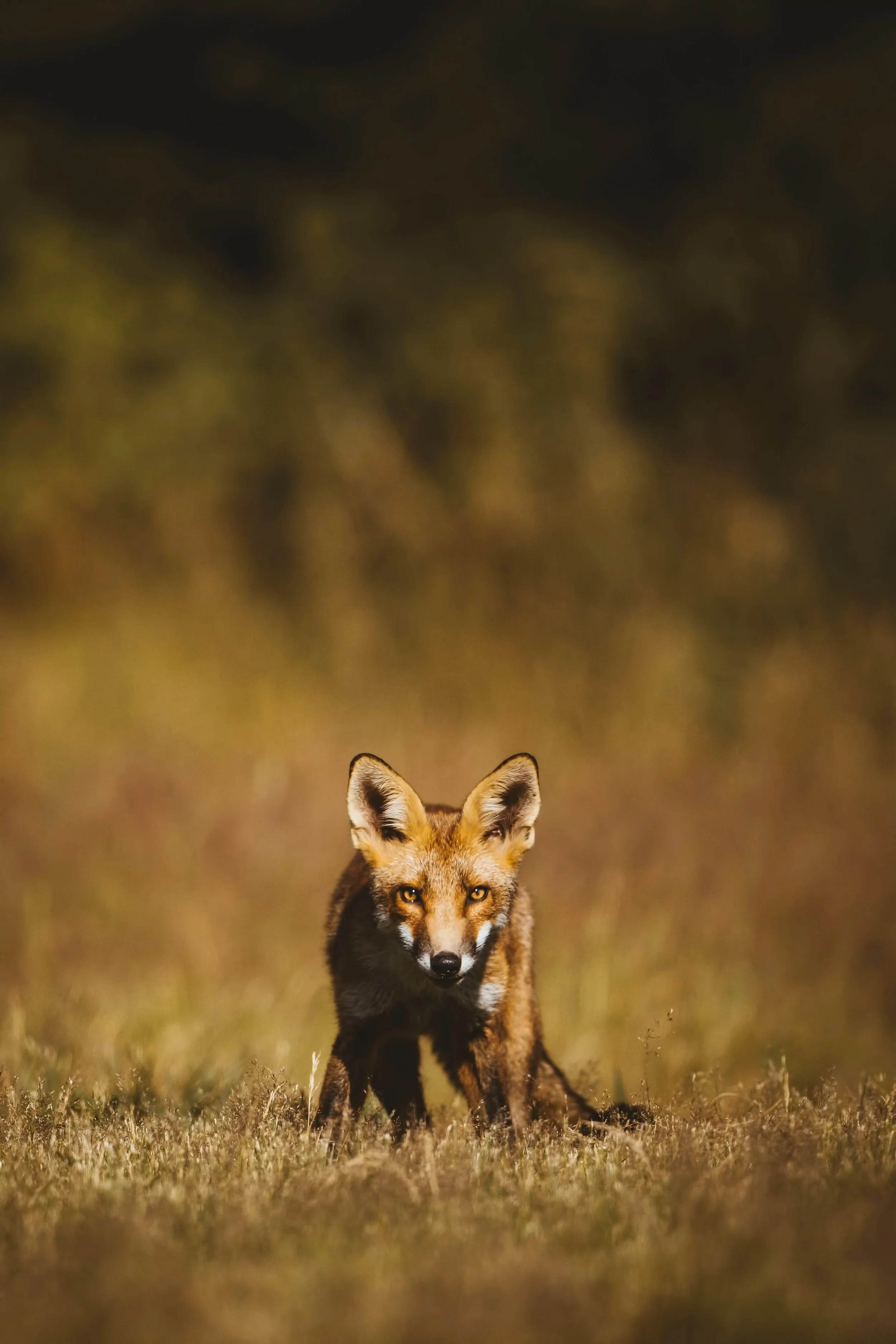 Foxes-Matt-Hardy-Photography-10.jpg