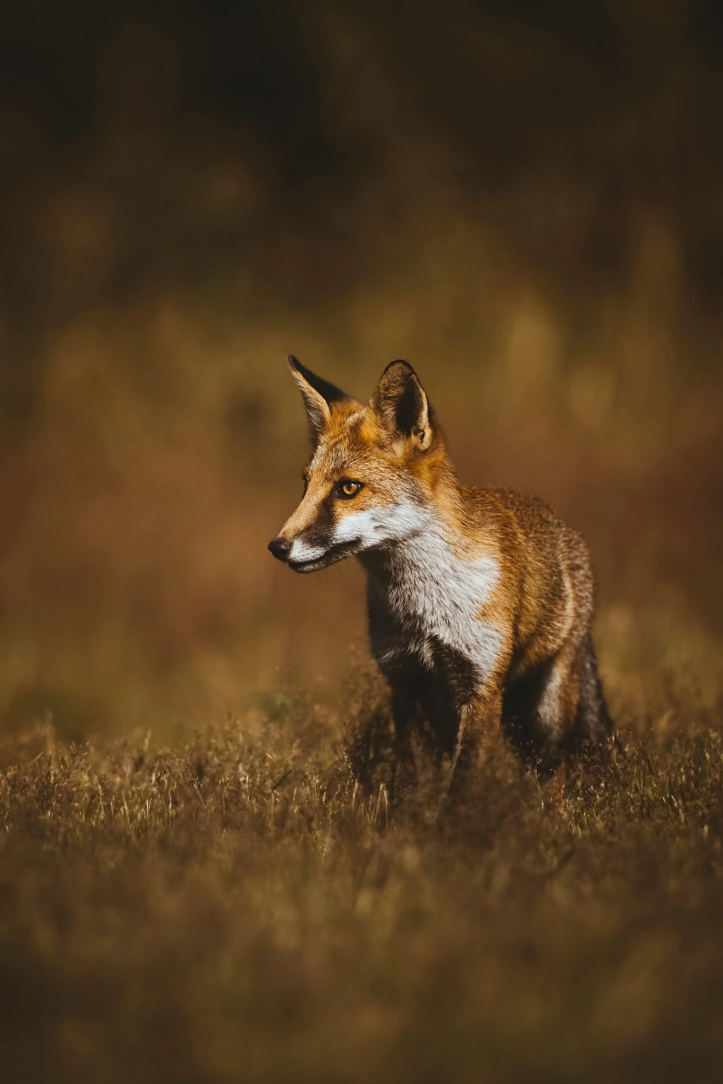 Foxes-Matt-Hardy-Photography-7.jpg
