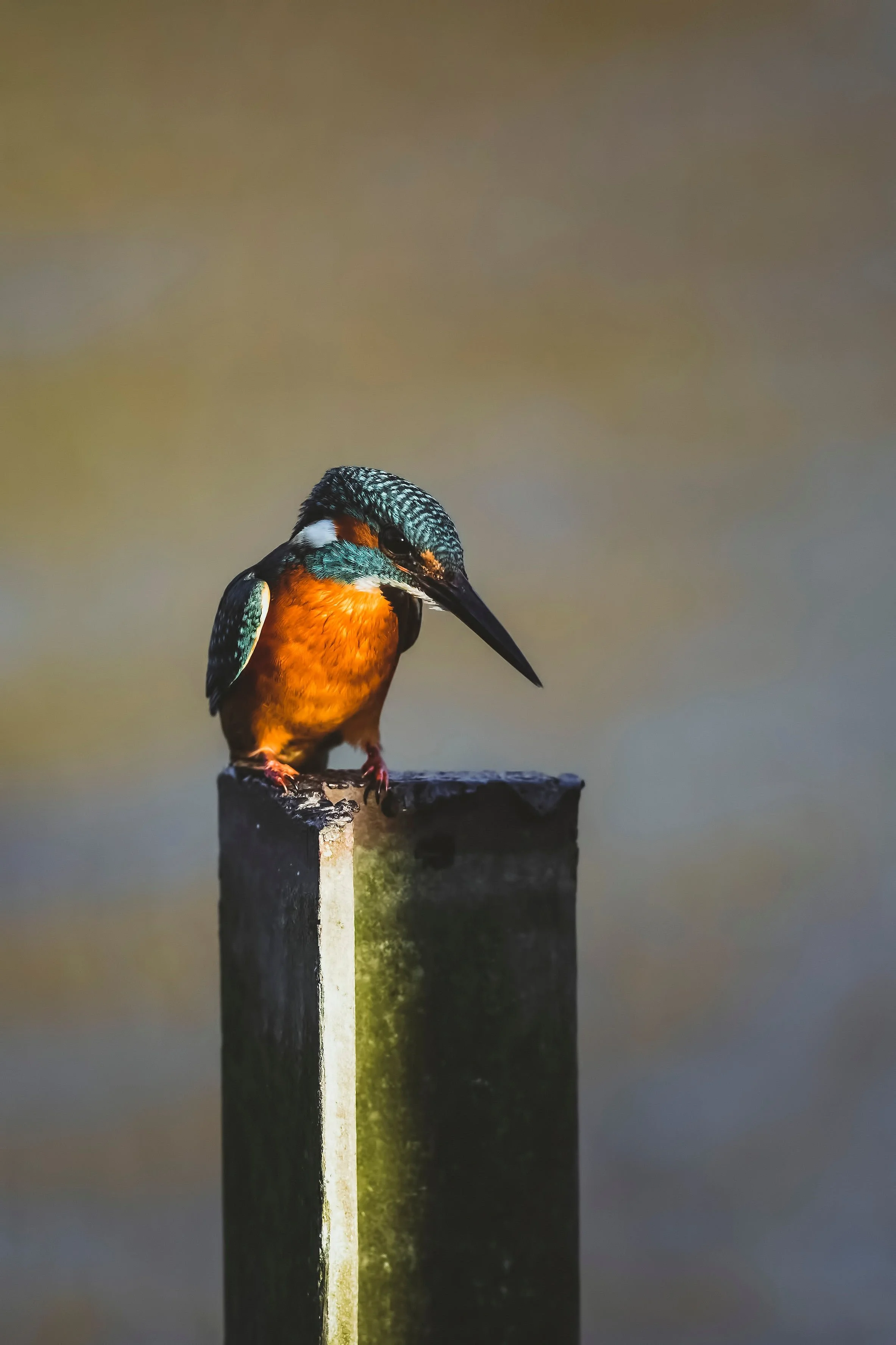 Wildlife-Matt-Hardy-Photography-26.jpg