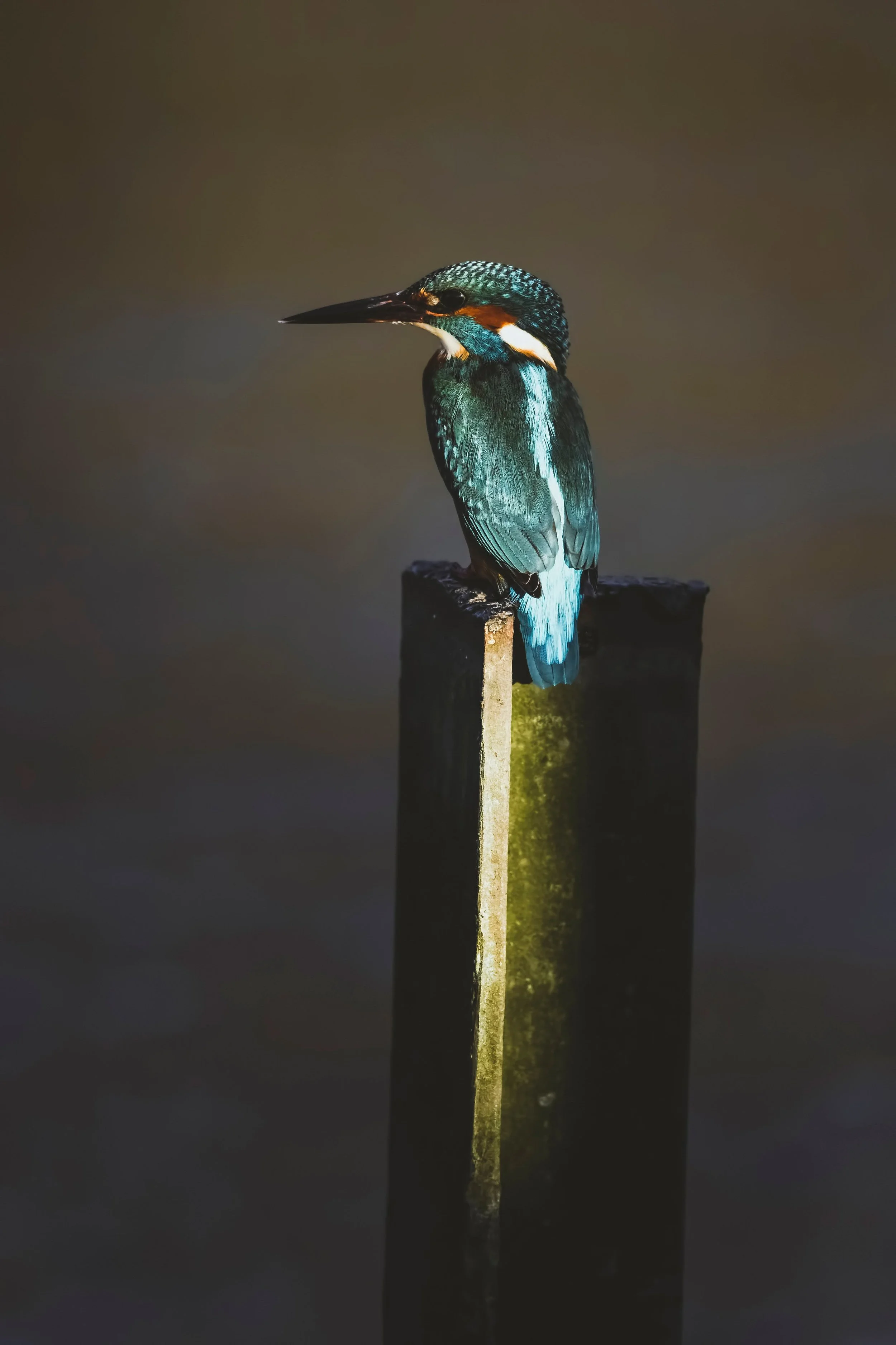 Wildlife-Matt-Hardy-Photography-27.jpg