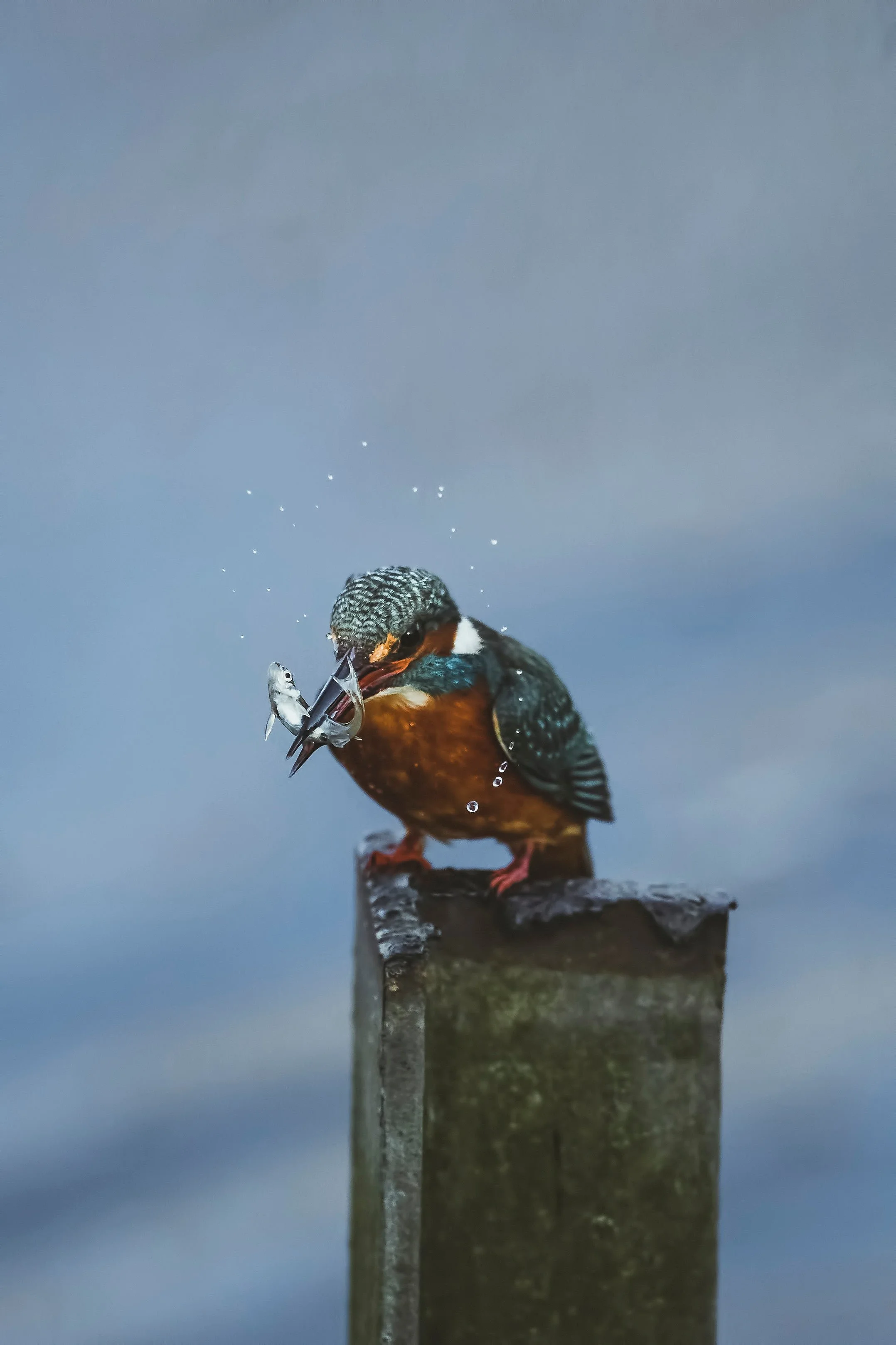 Wildlife-Matt-Hardy-Photography-28.jpg