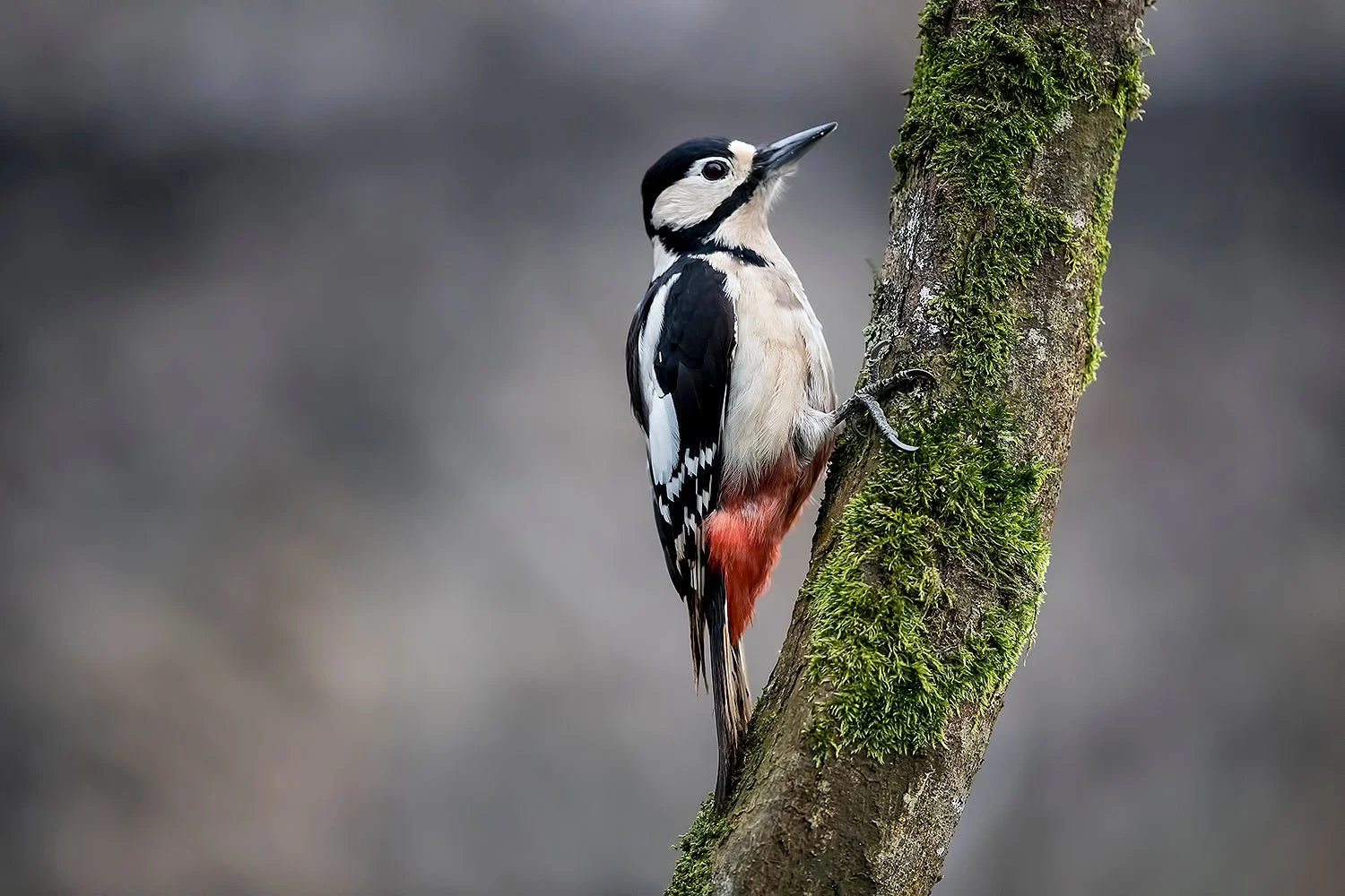 Woodpecker-Matt-Hardy-Photography.jpg