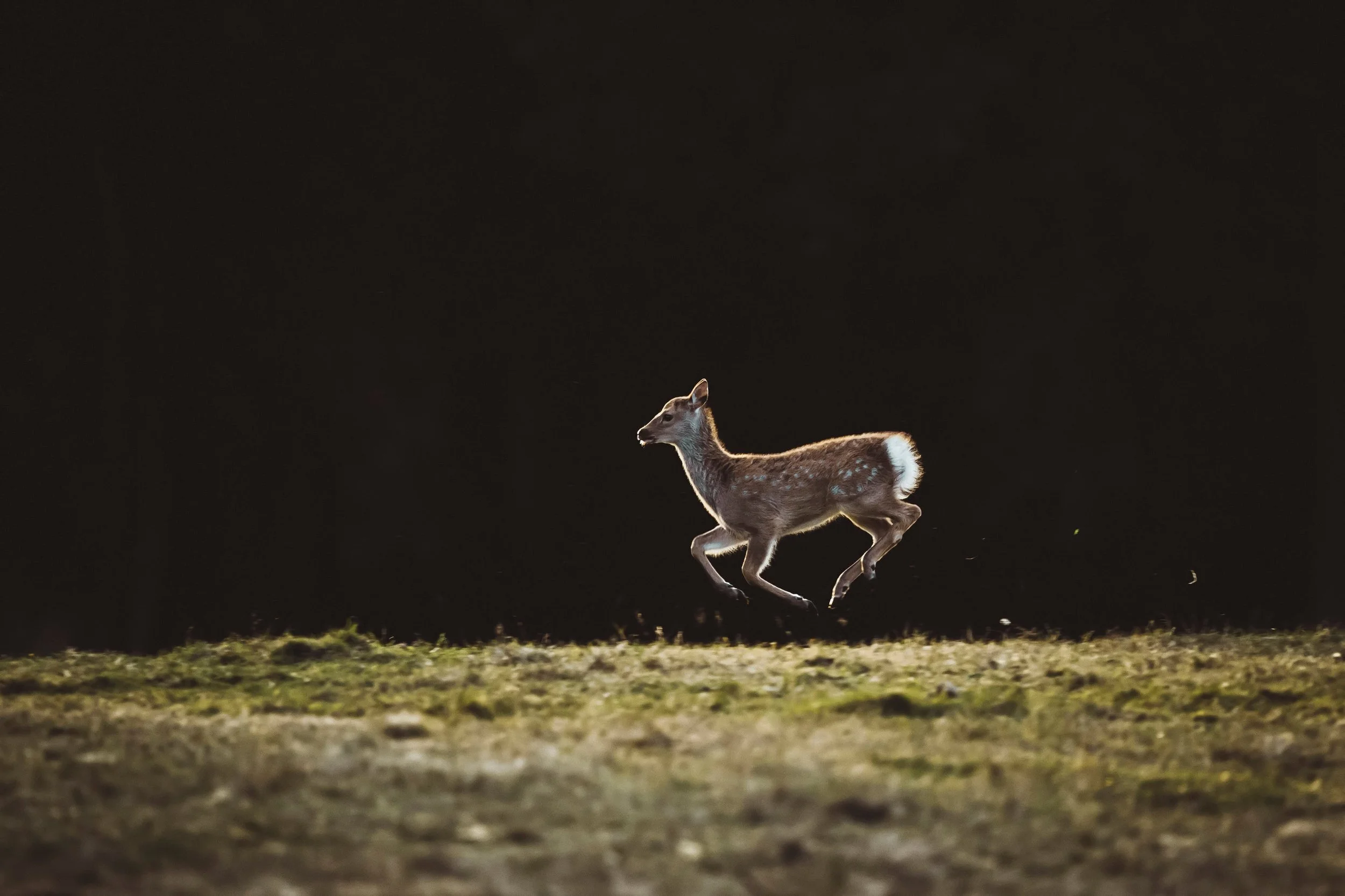 Wildlife-Matt-Hardy-Photography-23.jpg