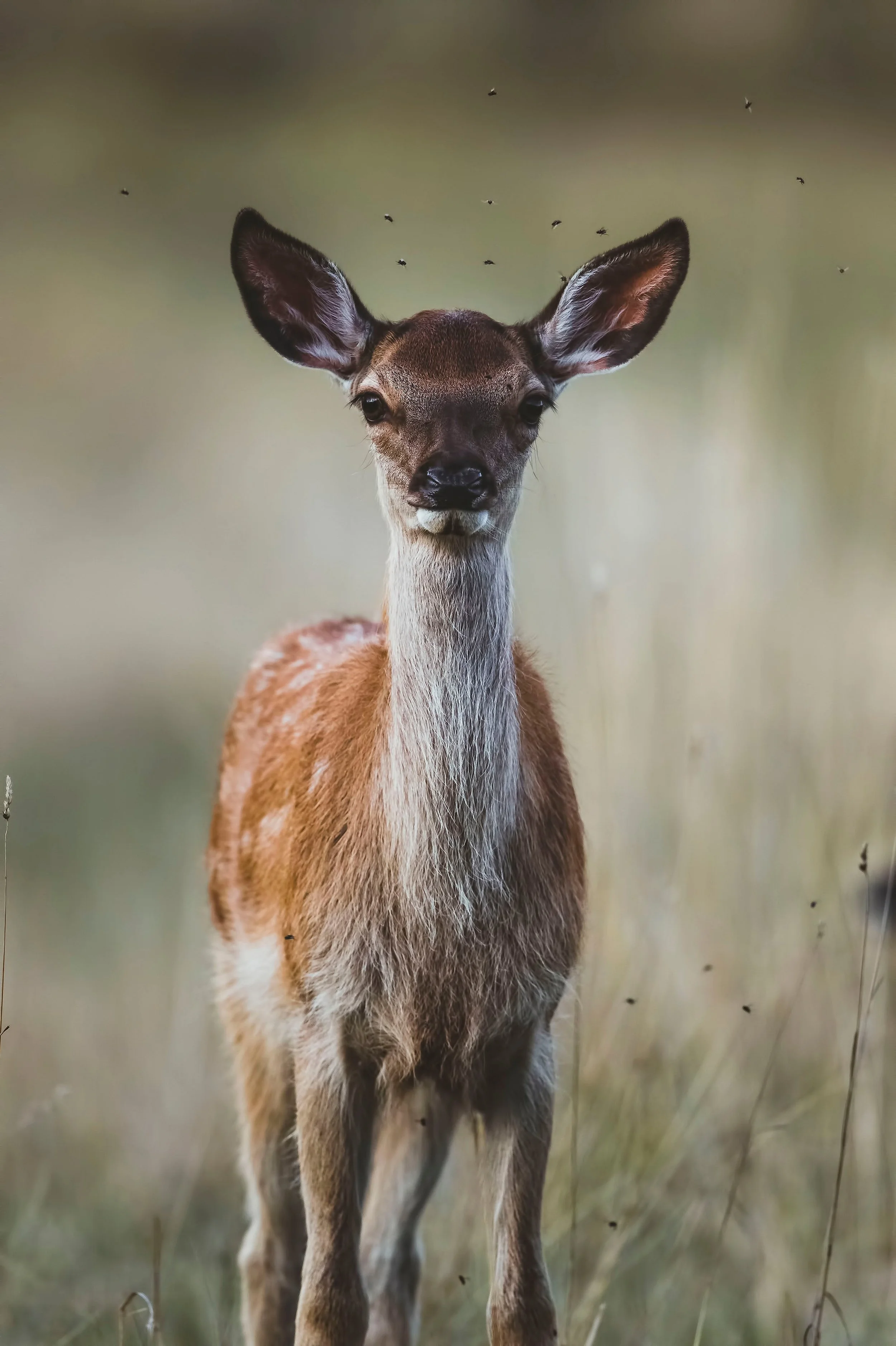 Wildlife-Matt-Hardy-Photography-19.jpg