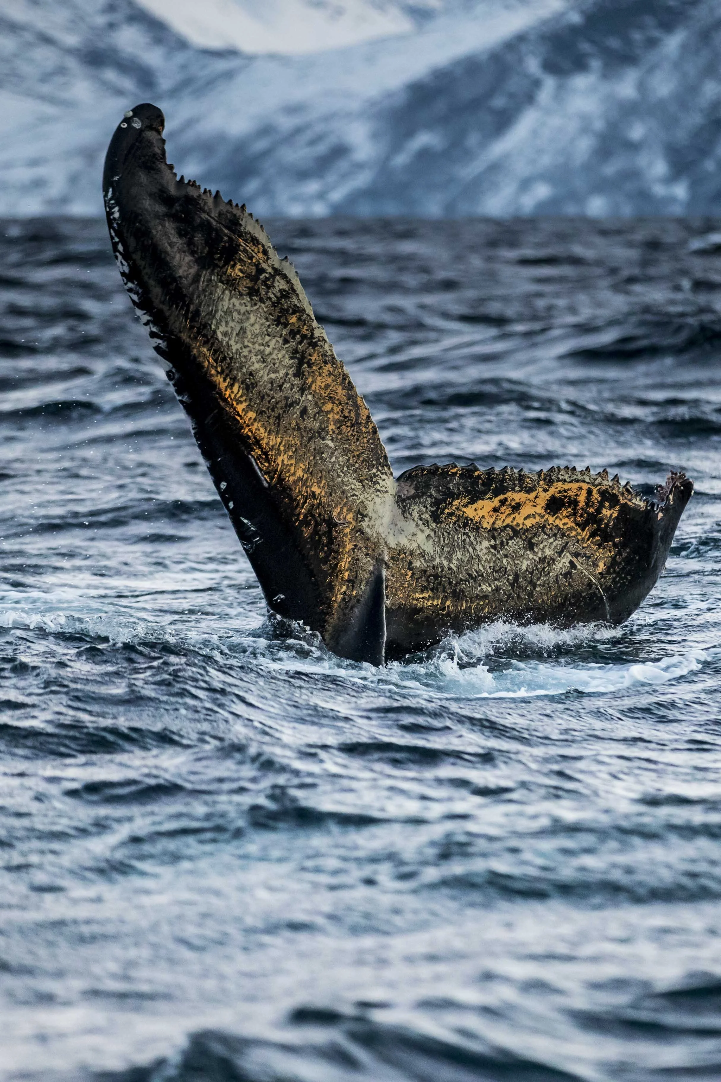 Wildlife-Matt-Hardy-Photography-16.jpg