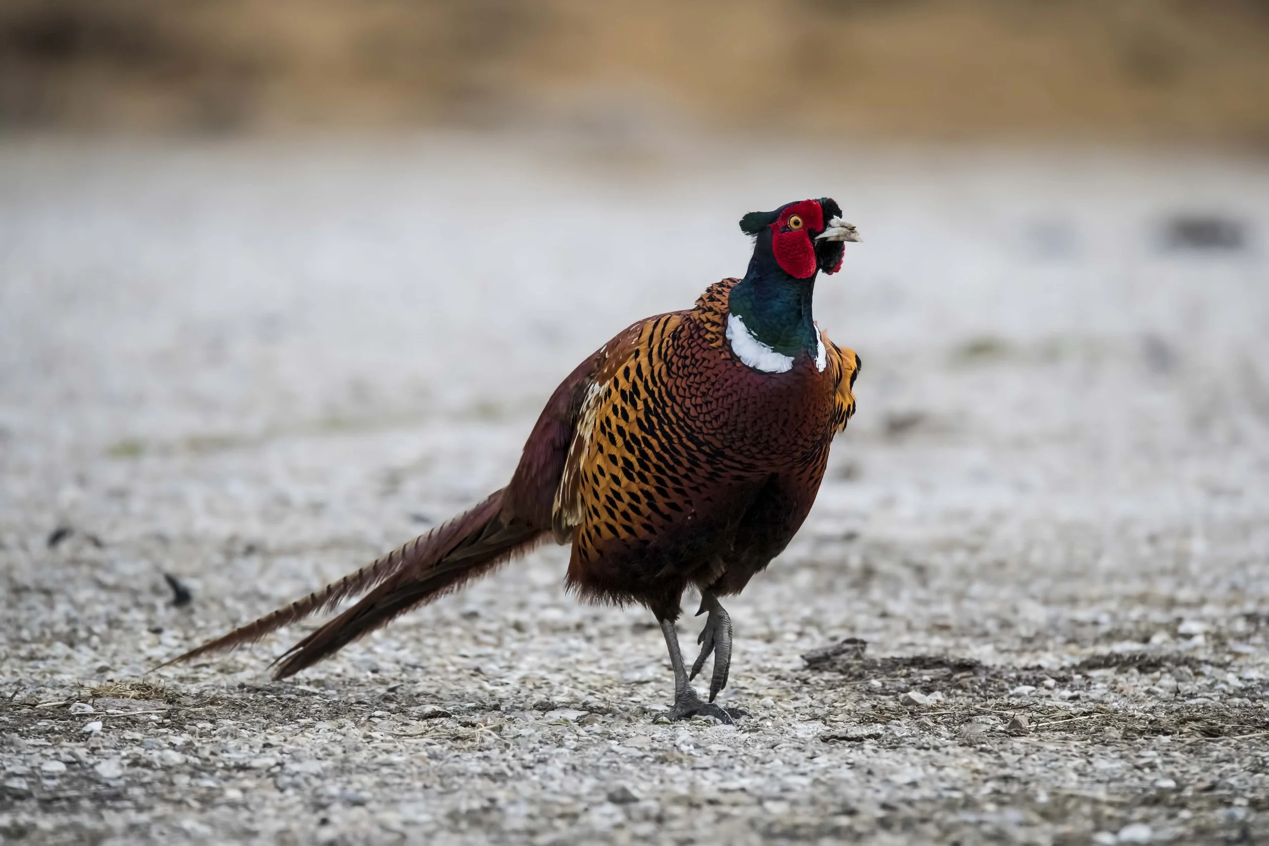 Wildlife-Matt-Hardy-Photography-11.jpg