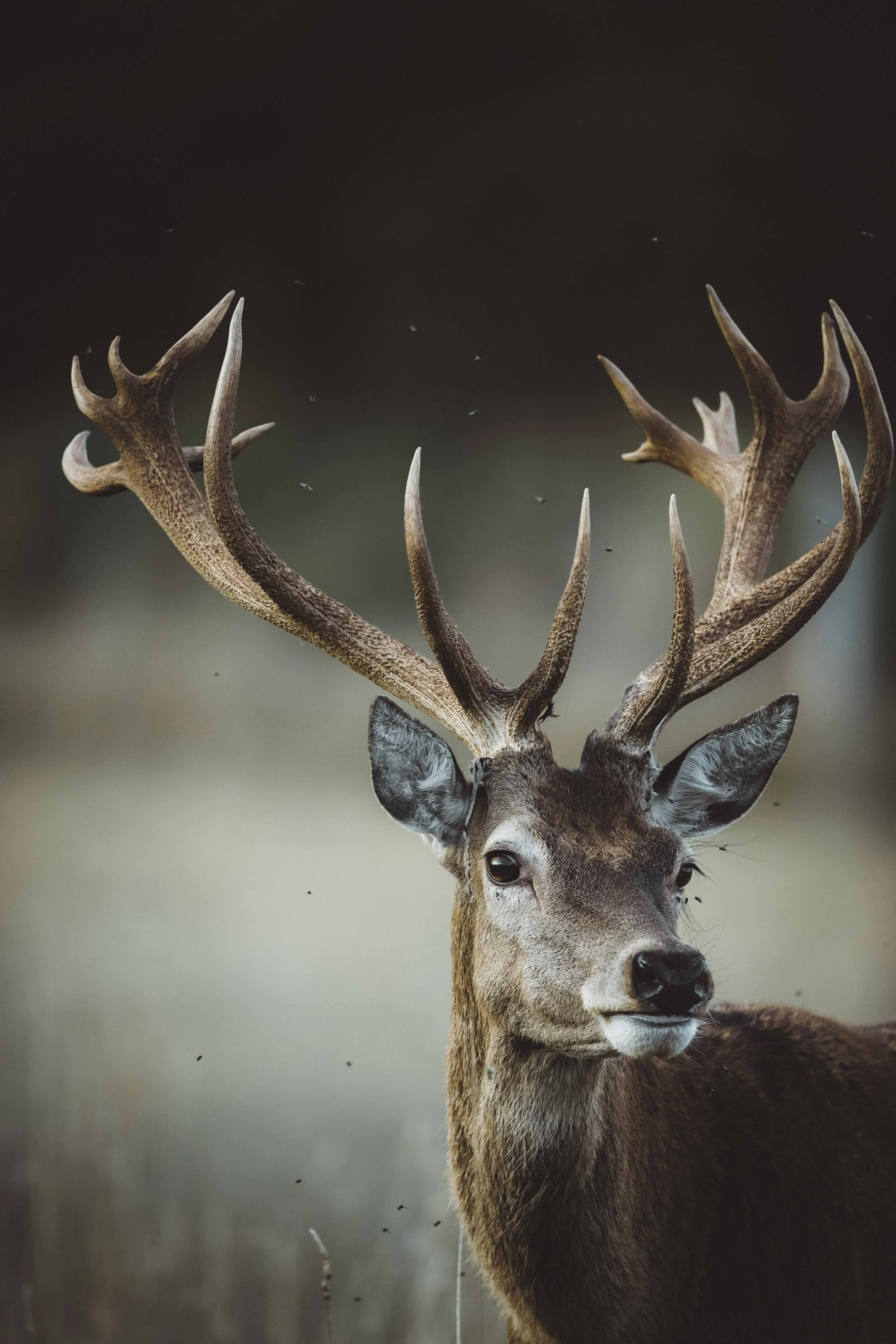 Wildlife-Matt-Hardy-Photography-18.jpg