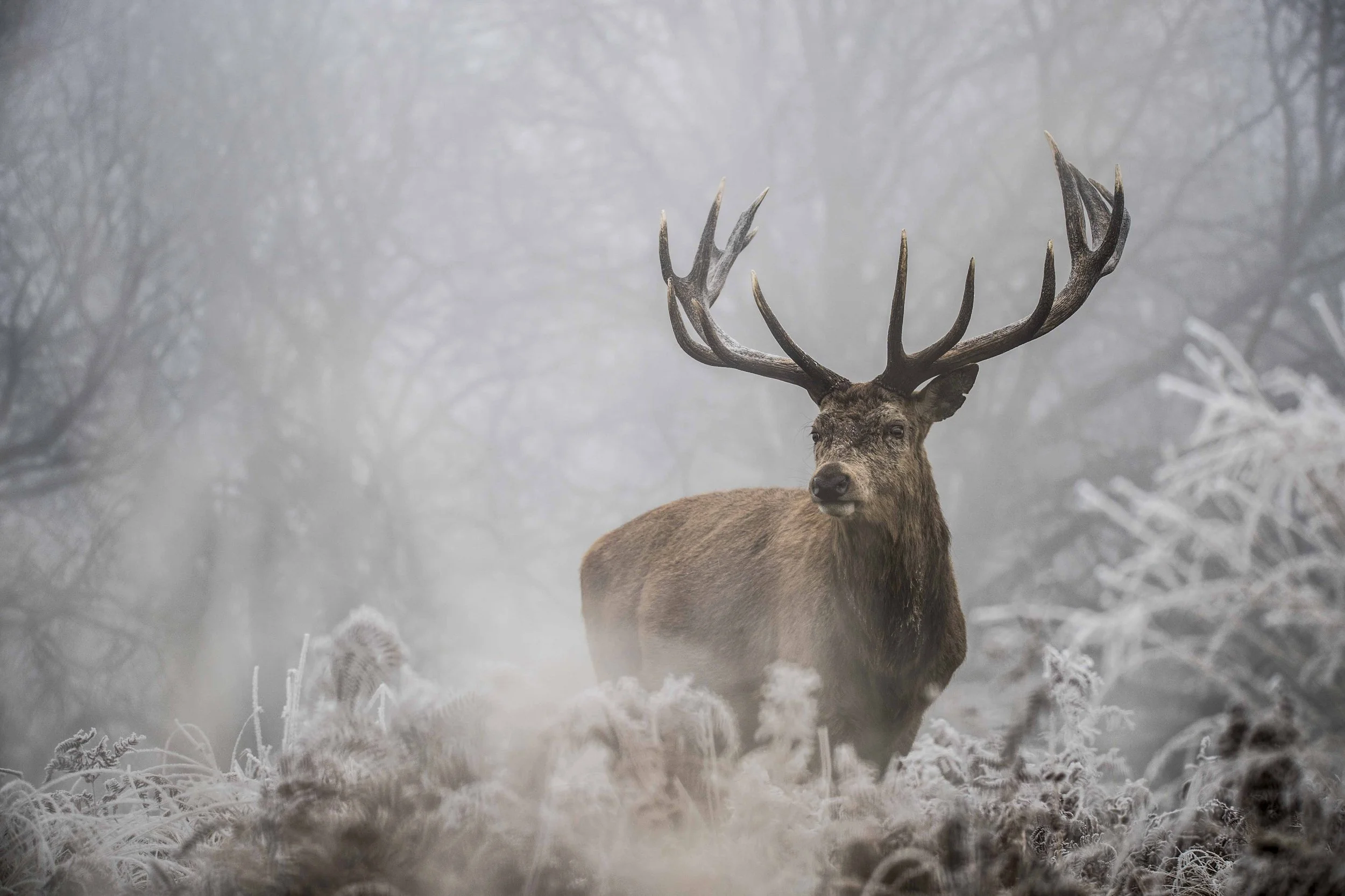 Wildlife-Matt-Hardy-Photography-2.jpg