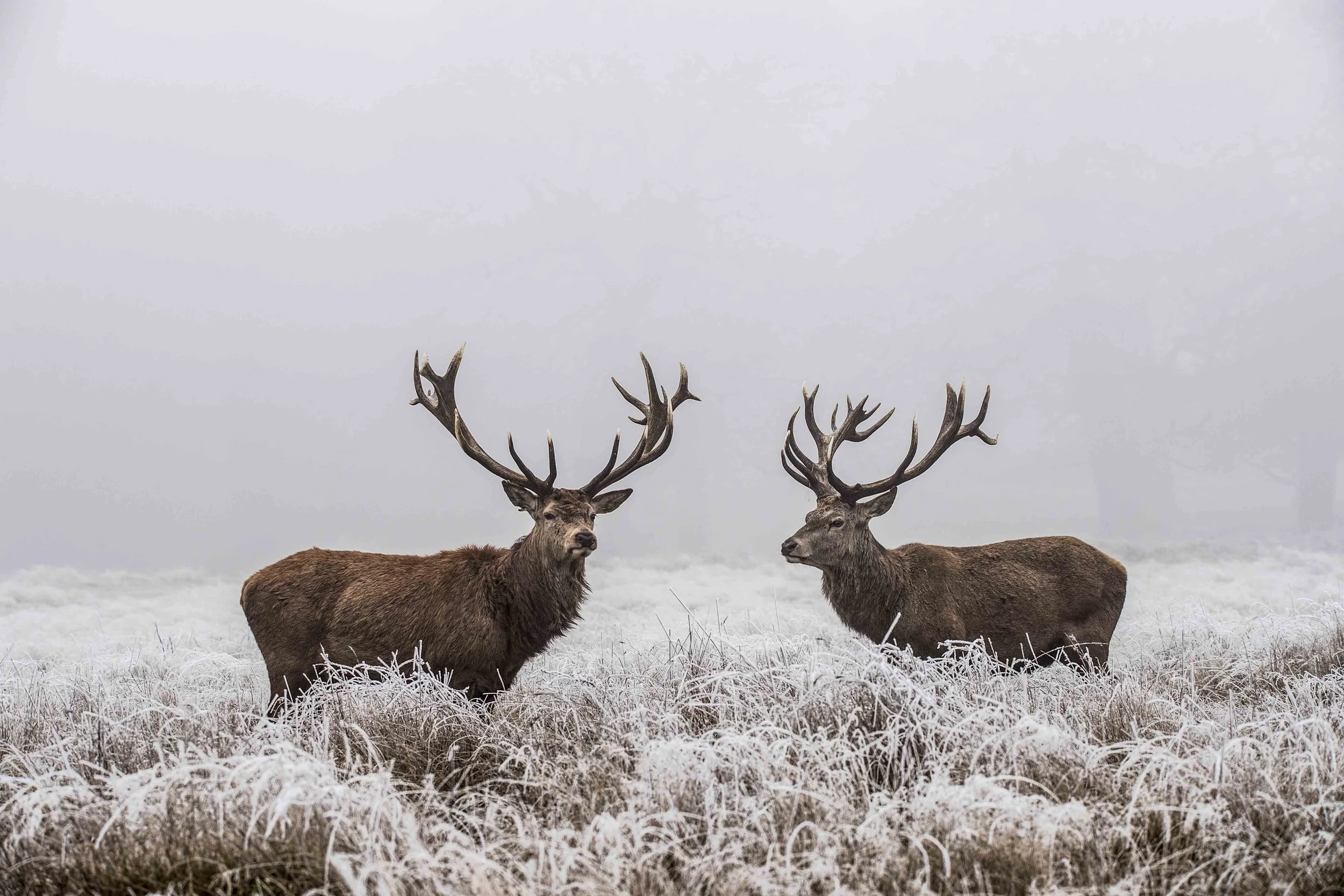 Wildlife-Matt-Hardy-Photography-3.jpg
